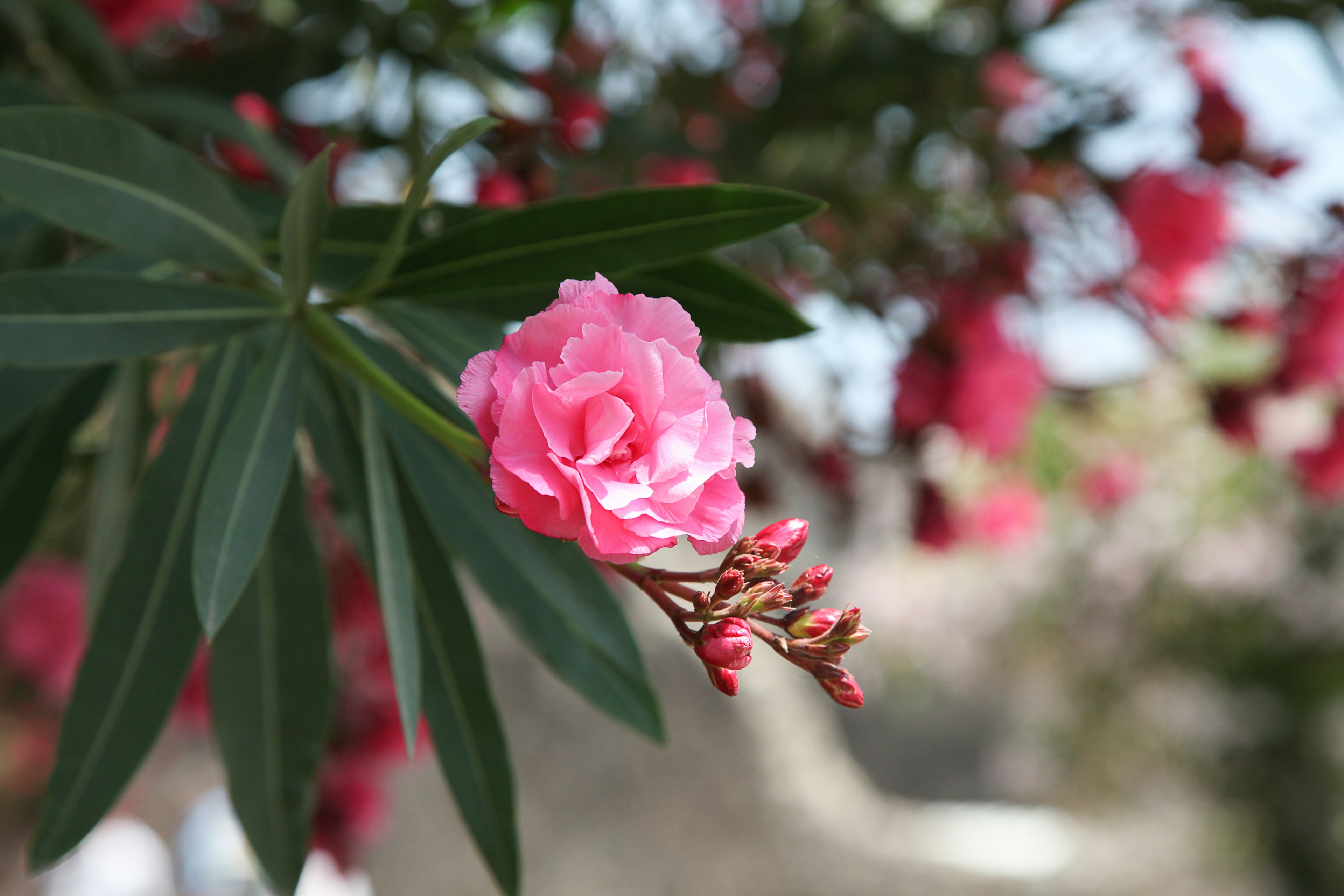 Primer plano de una flor de adelfa rosa vibrante con hojas verdes