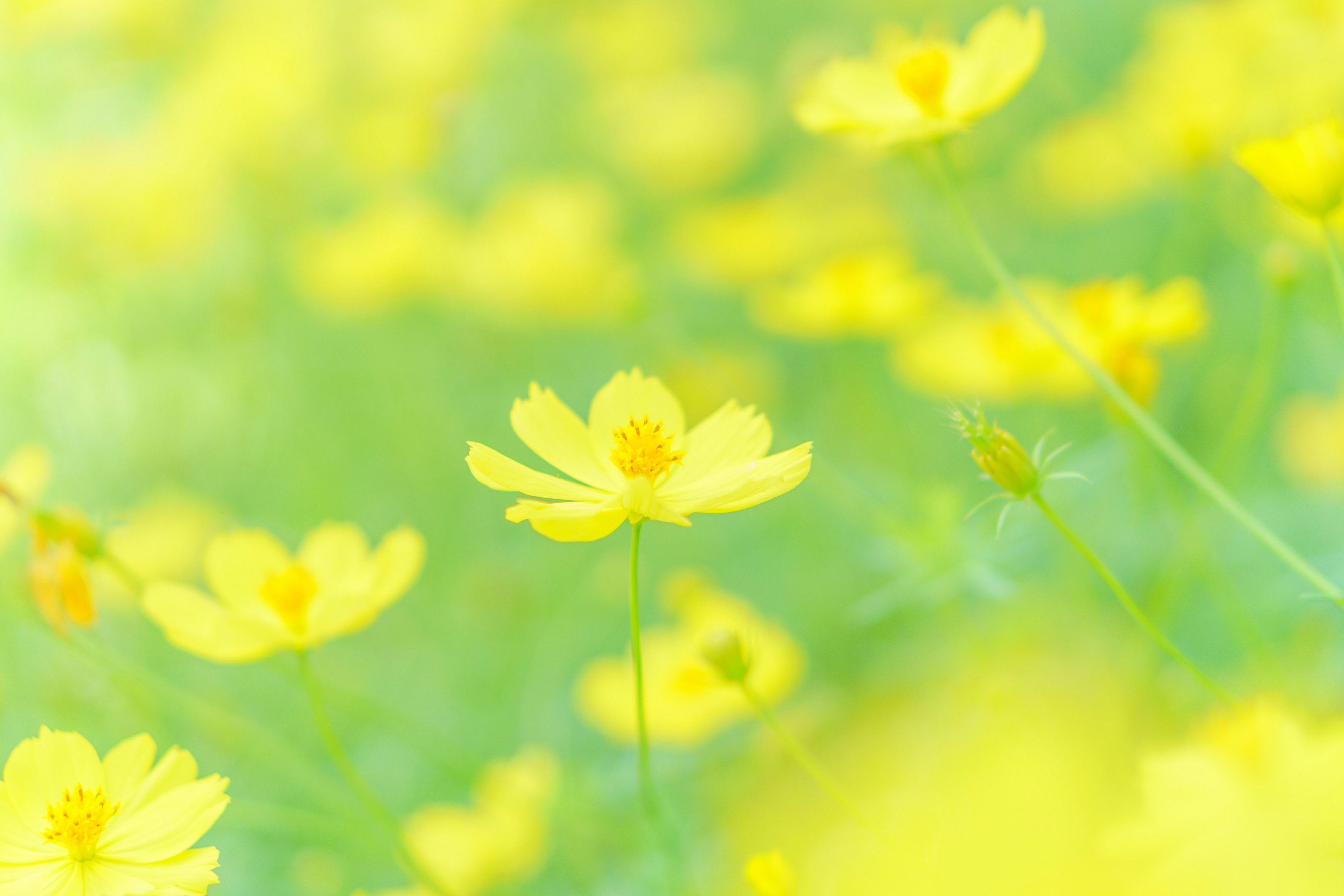 Ein verschwommener Hintergrund eines Feldes voller gelber Blumen