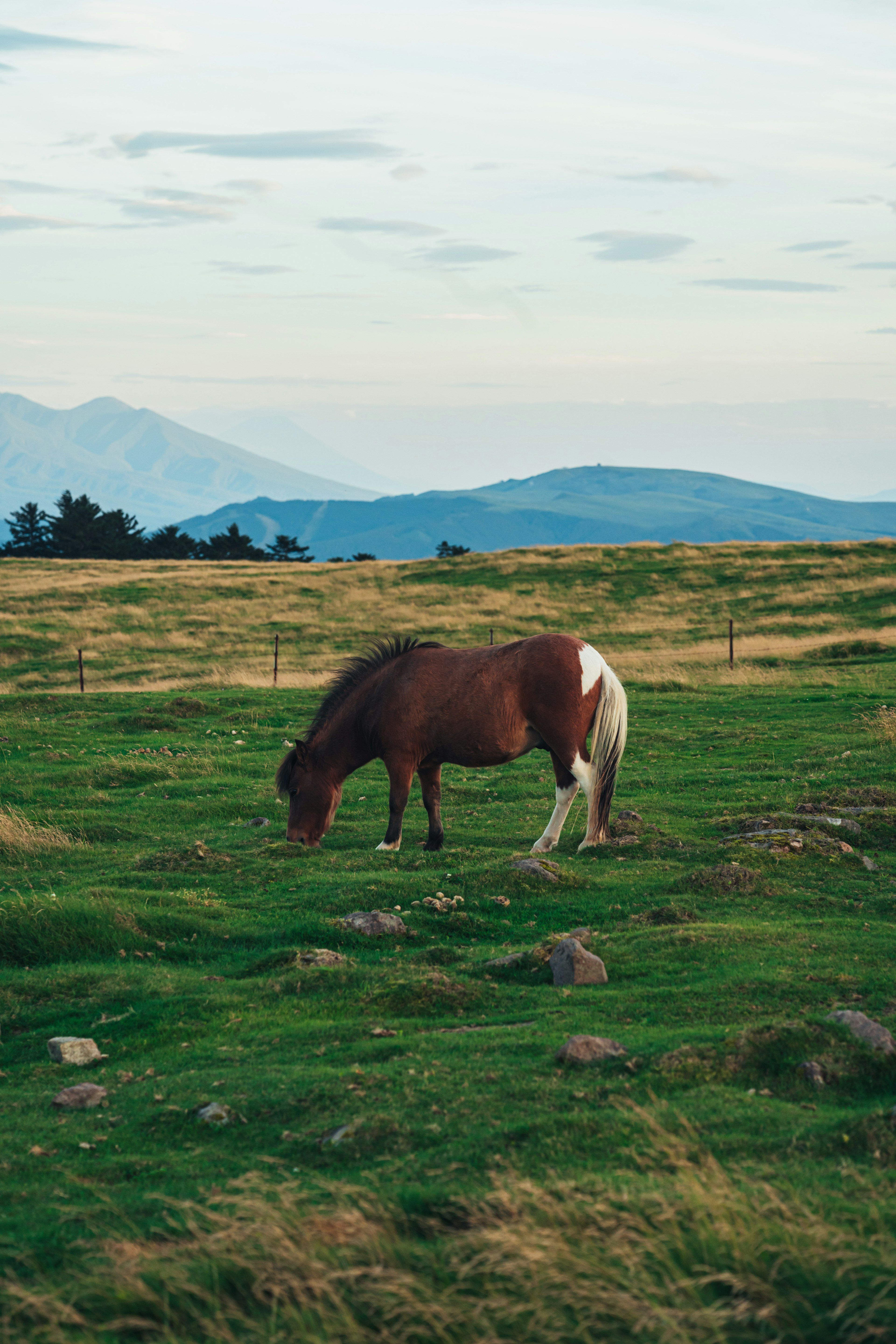 草原で草を食べる馬と山々の風景