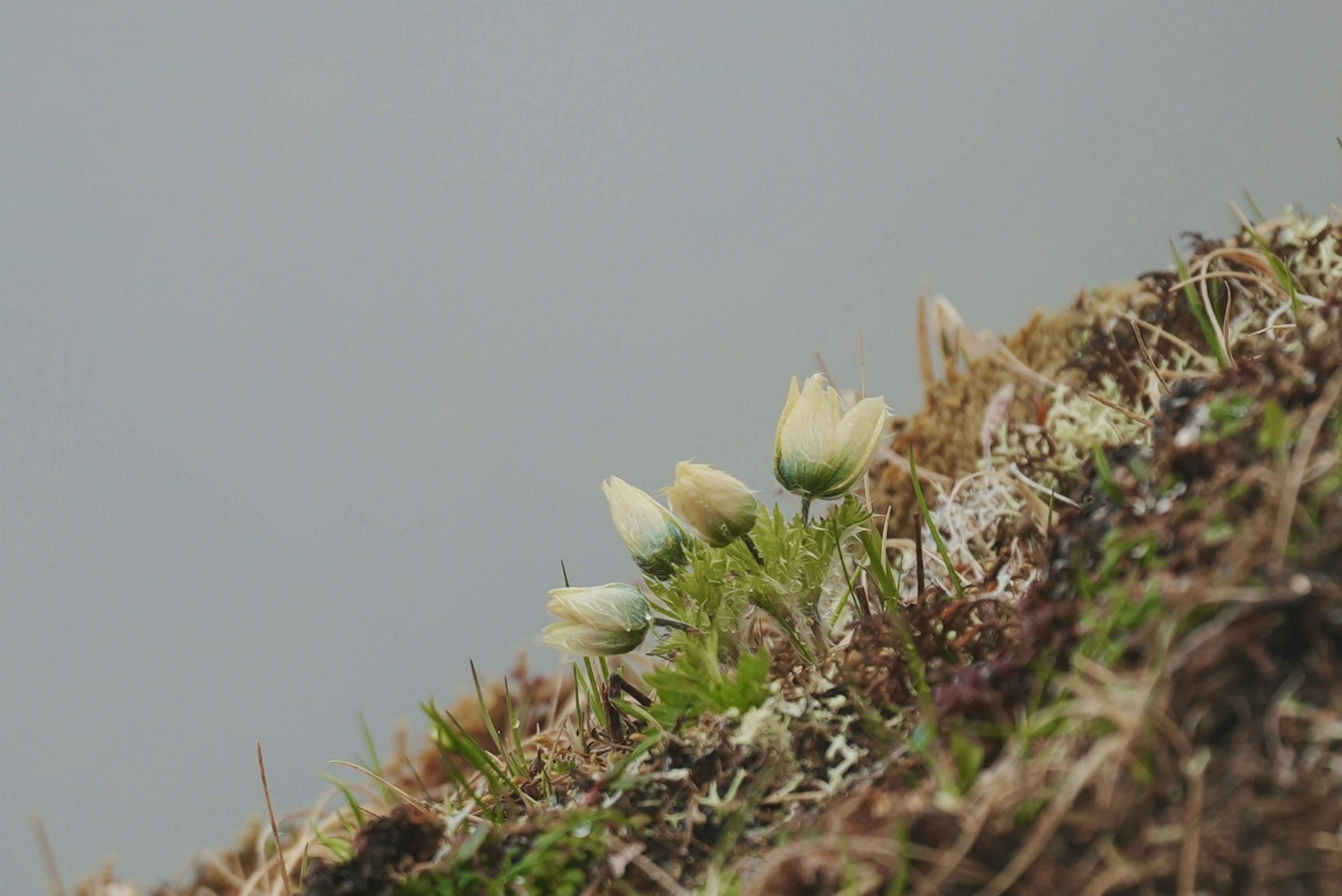 山の斜面に咲く白い花と緑の苔の風景