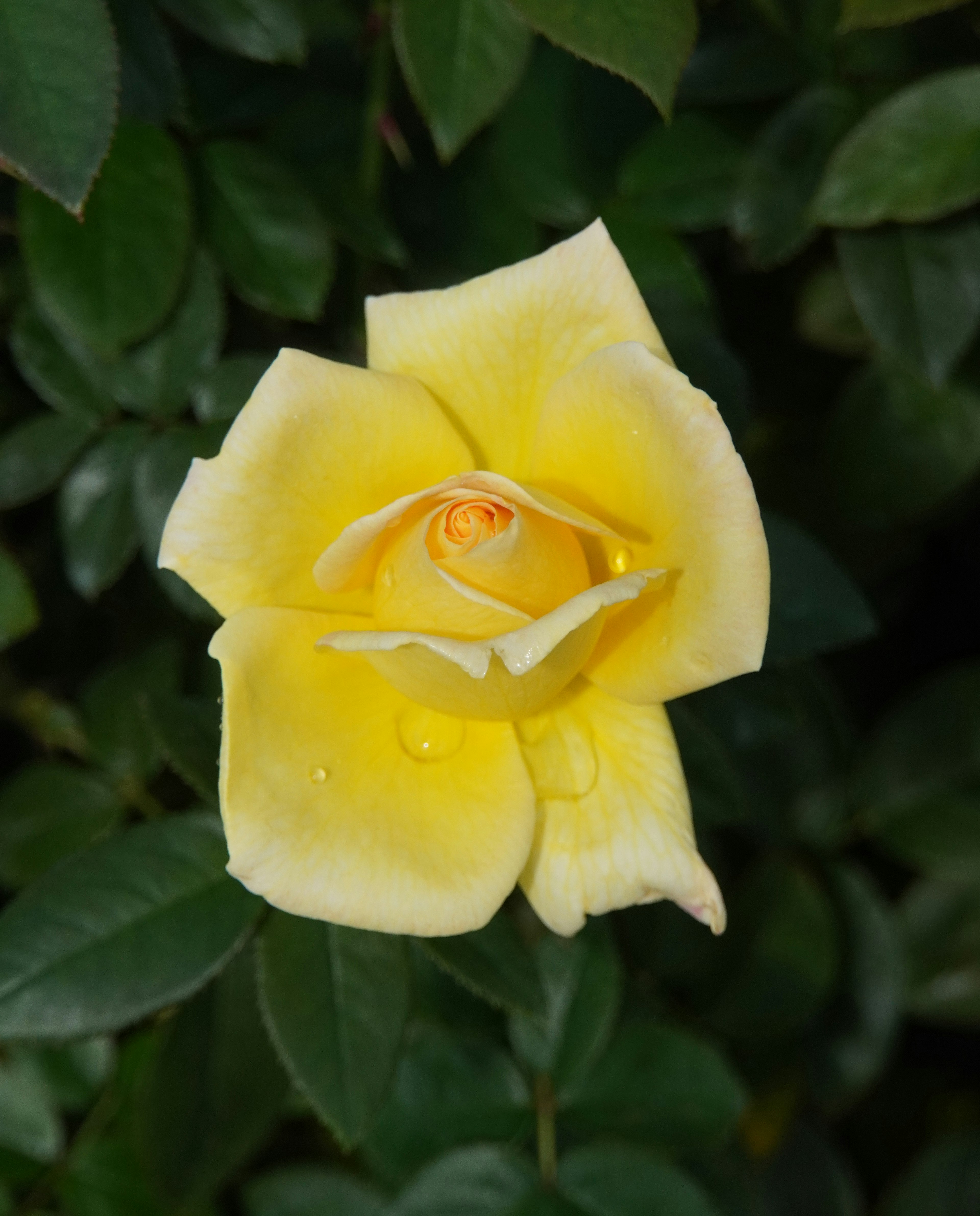 A vibrant yellow rose surrounded by green leaves