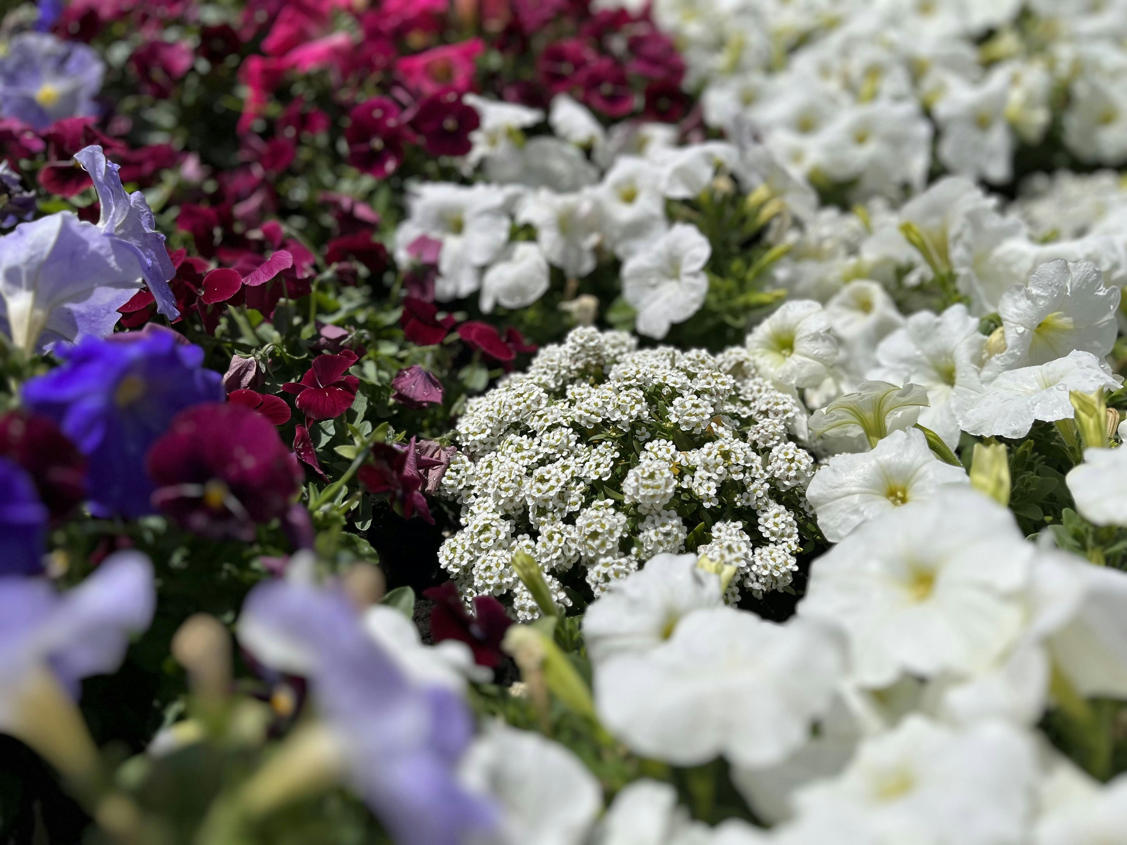 Close-up of a vibrant flower bed with a mix of white and purple flowers