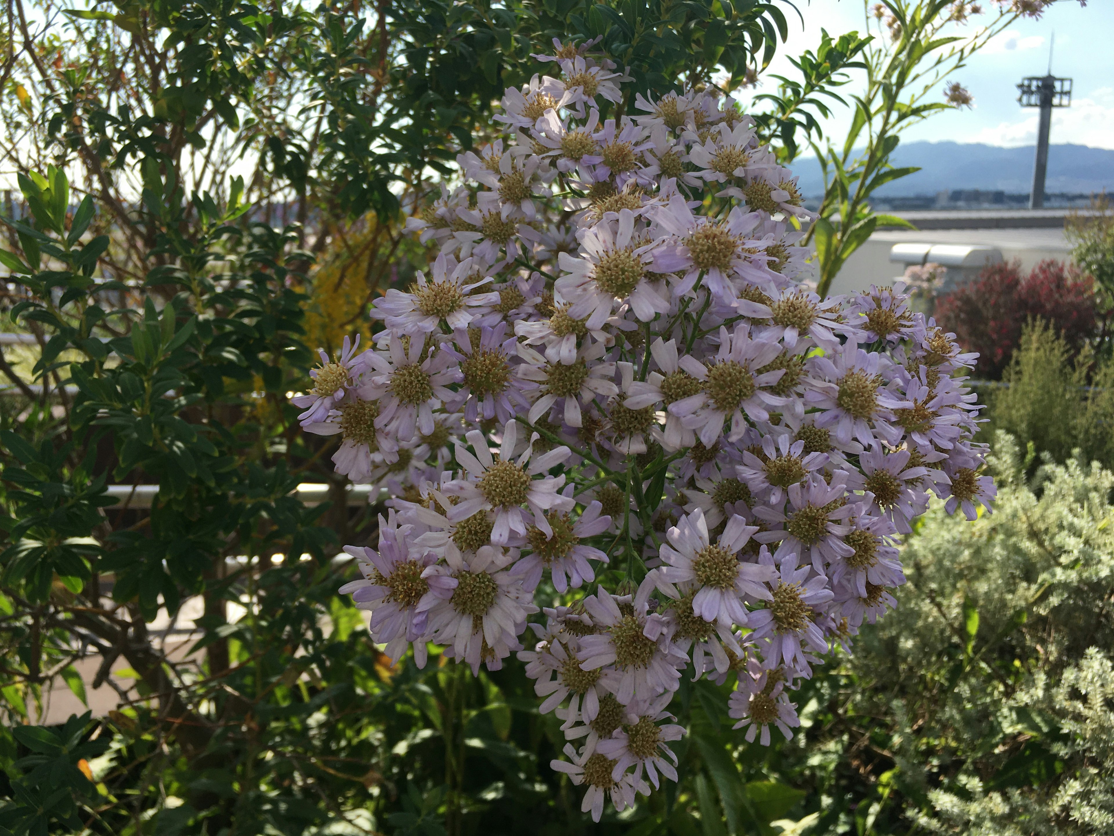 薄紫色の花が集まった美しい花束の画像