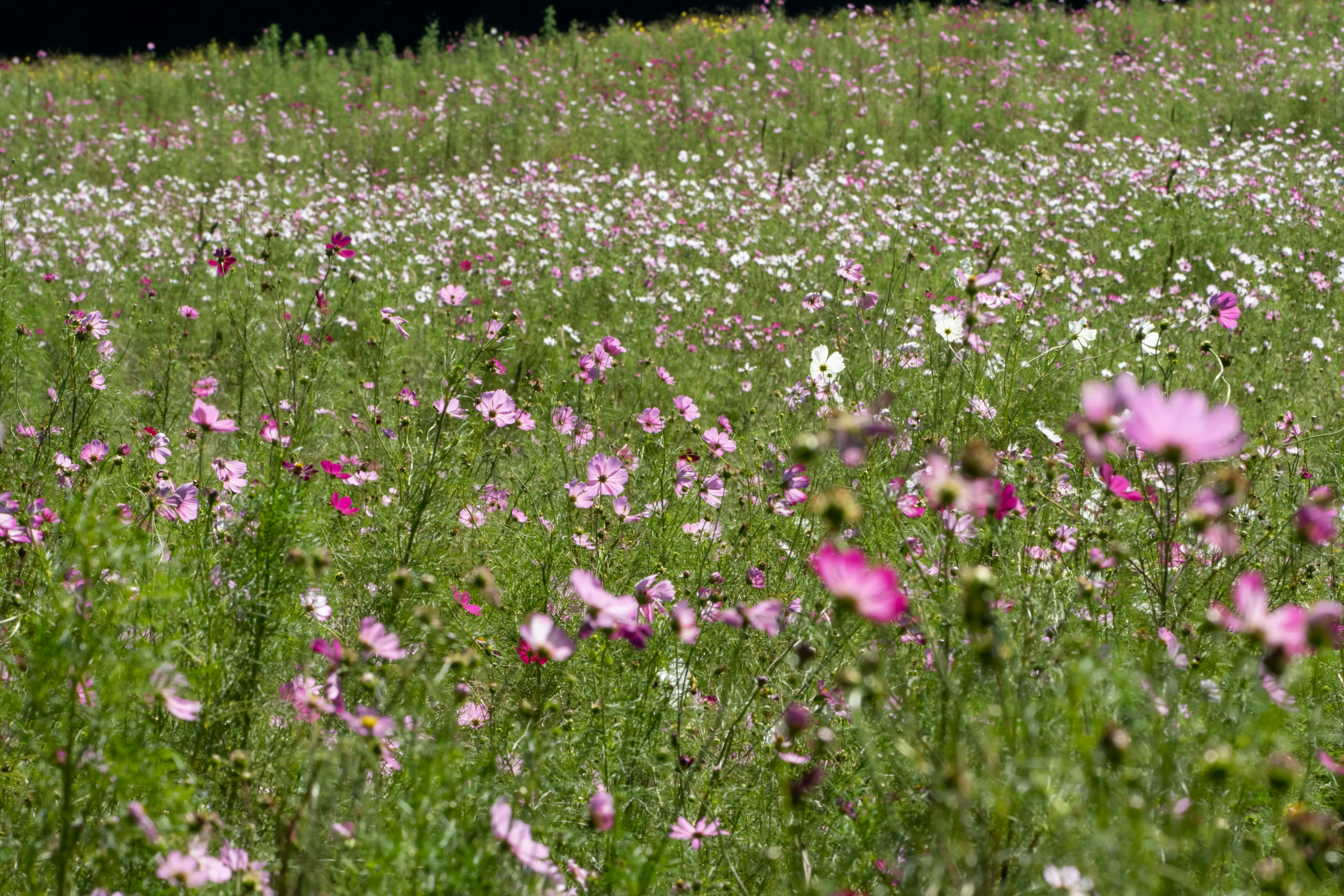 色とりどりの花が咲く広い草原の風景