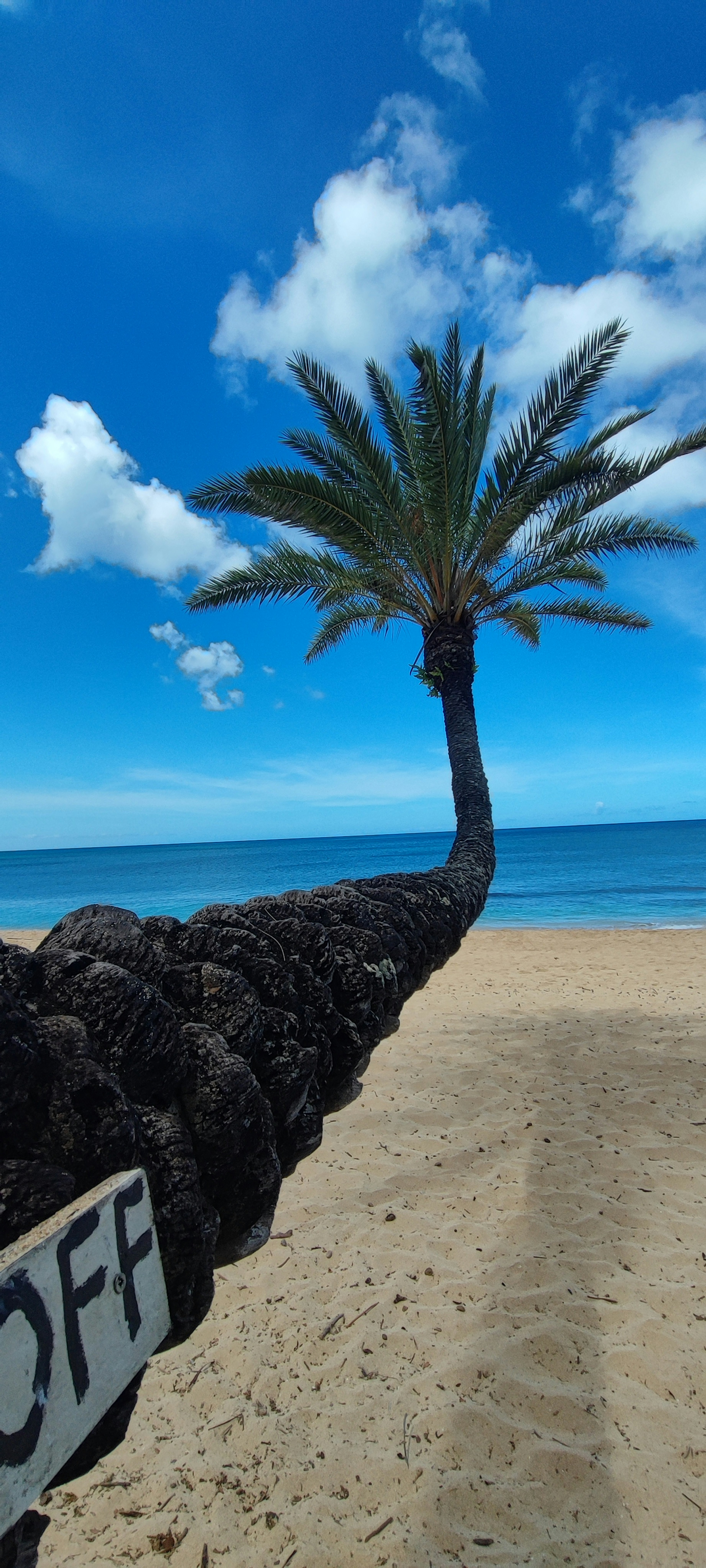 Palmera que se extiende hacia el océano bajo un cielo azul