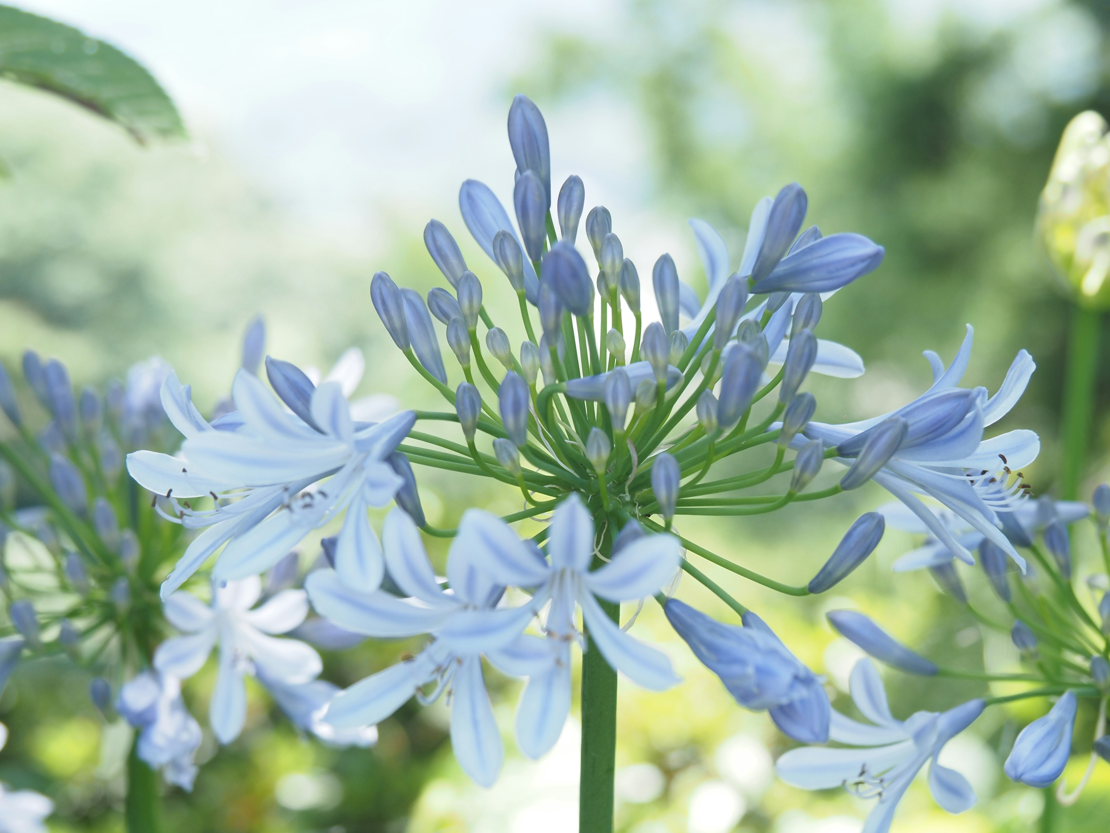 Close-up of Agapanthus flowers with blue petals