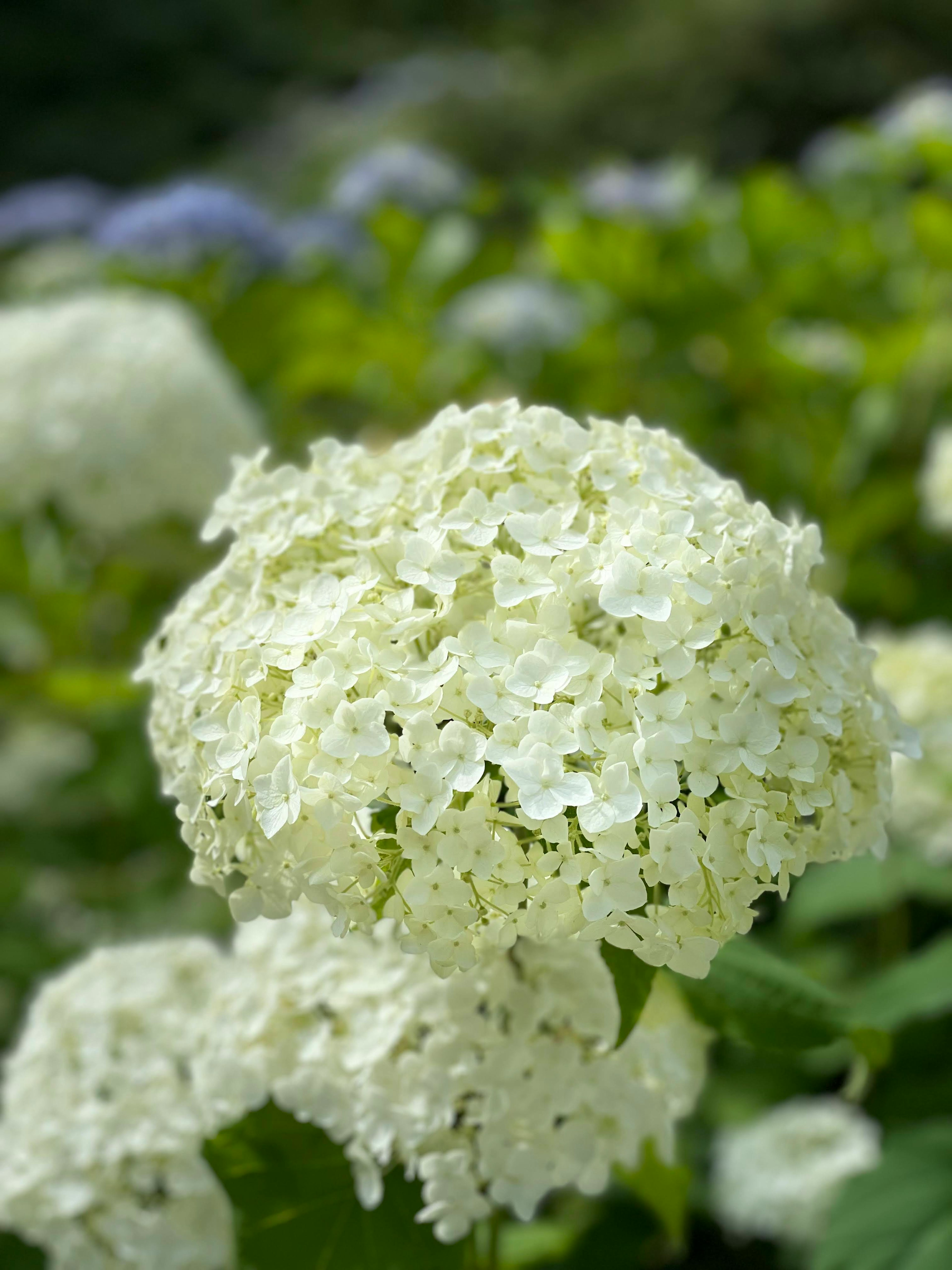 白いアジサイの花が咲いている