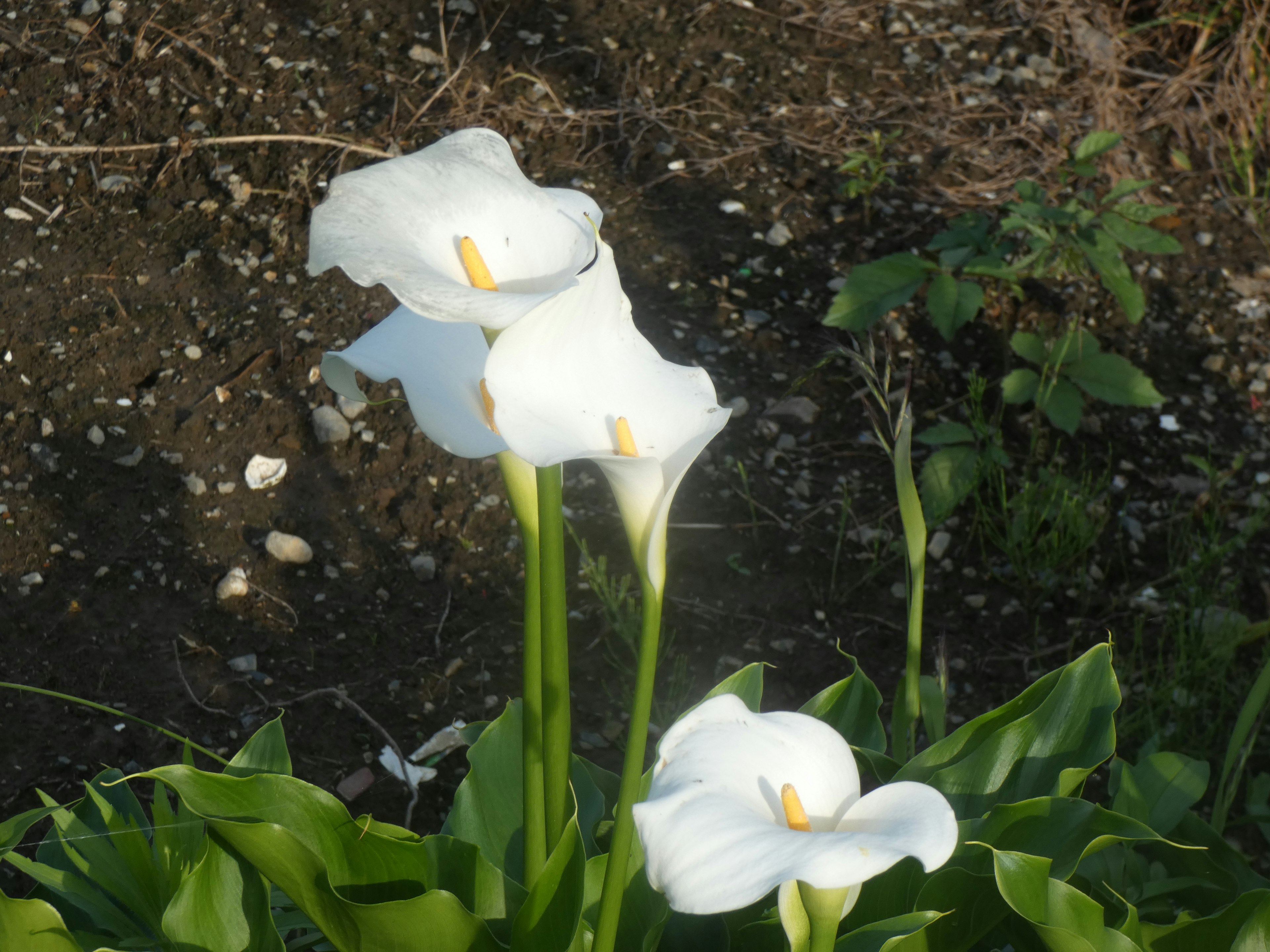 Three white calla lilies blooming amidst green leaves