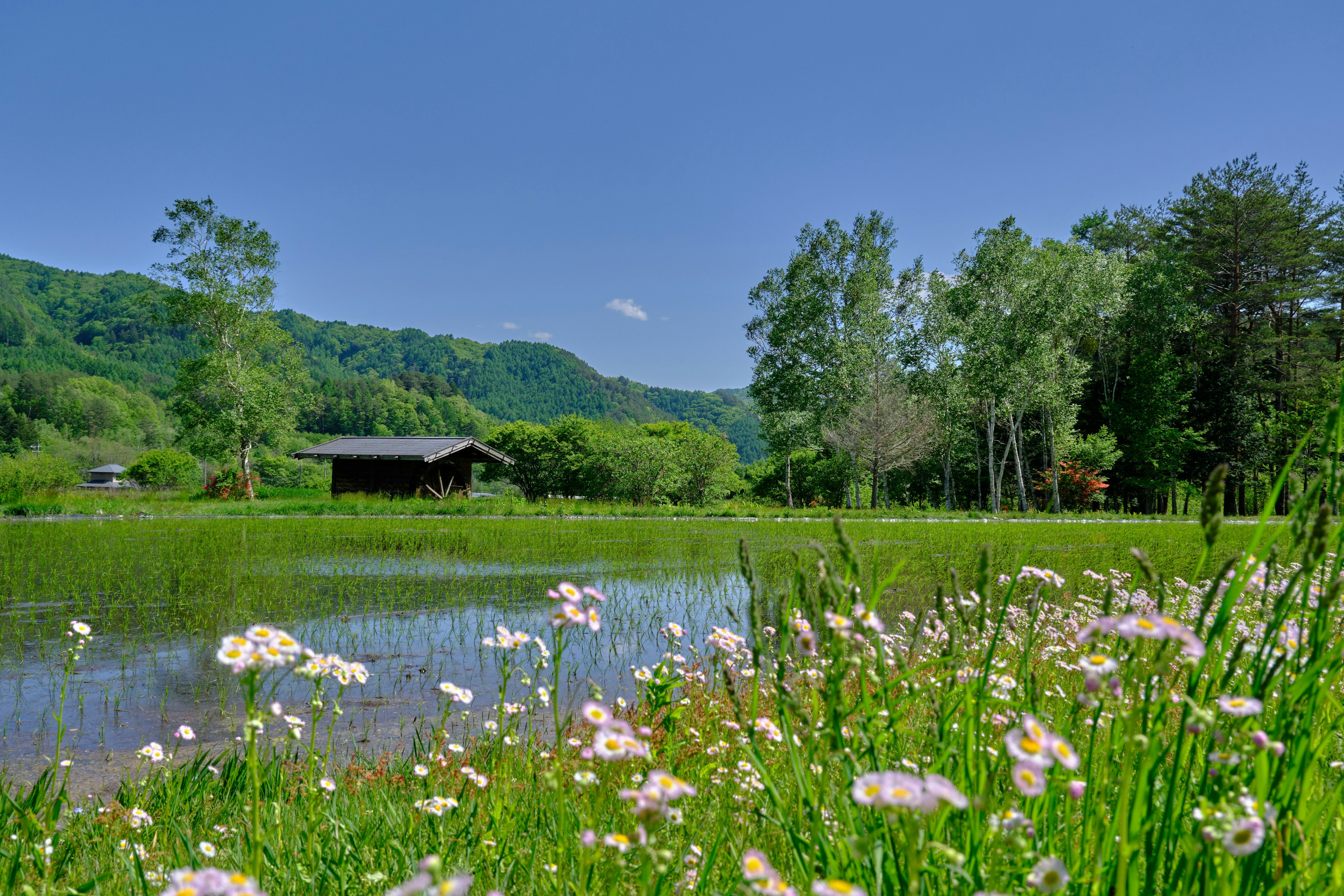 Paisaje rural con flores y un estanque bajo un cielo azul