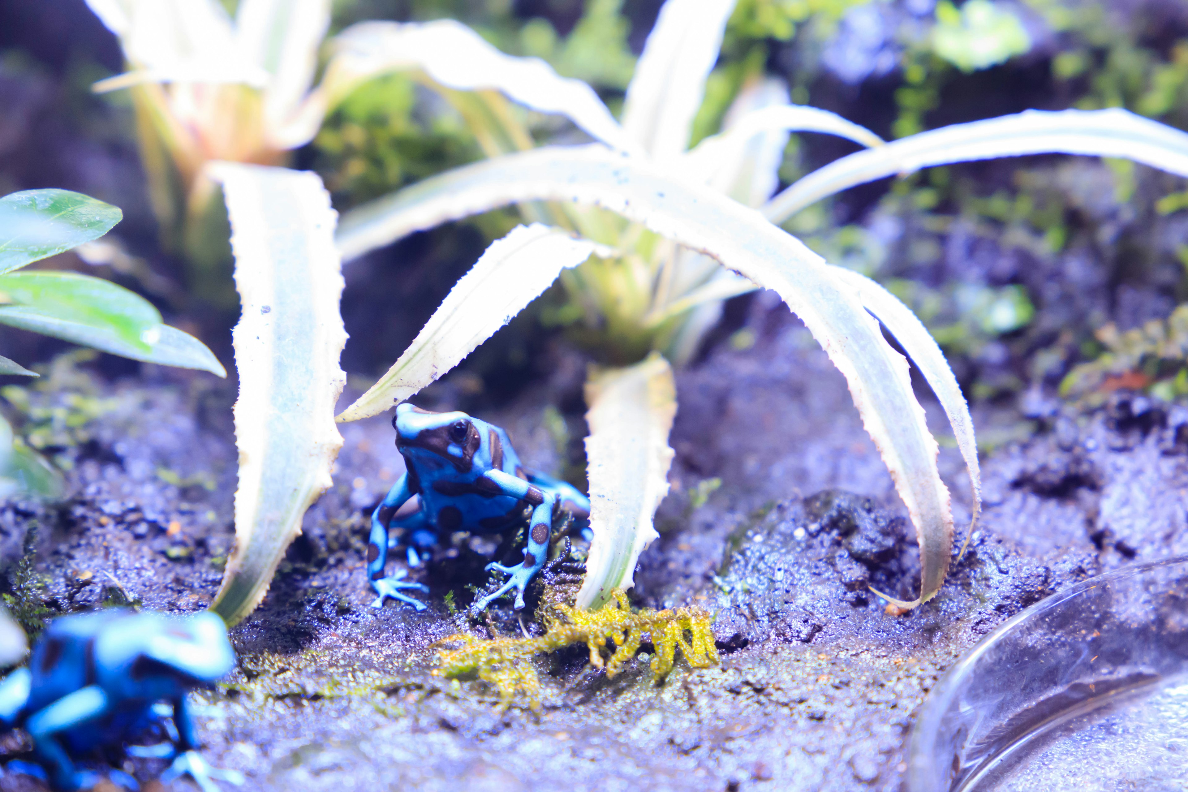 Blue poison dart frogs among tropical plants in a moist environment