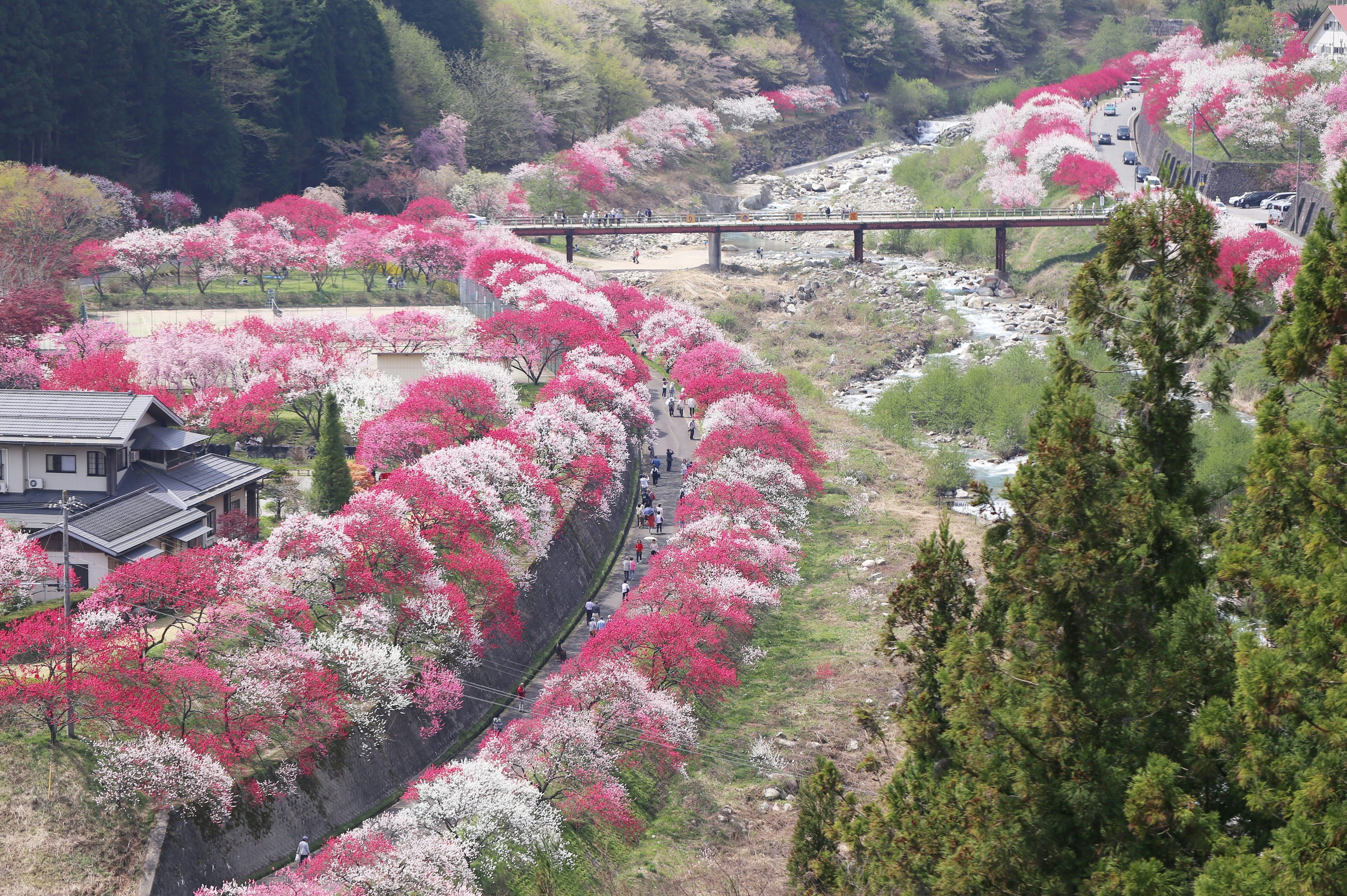 美しい色とりどりの花が咲き誇る風景に流れる川と橋が見える