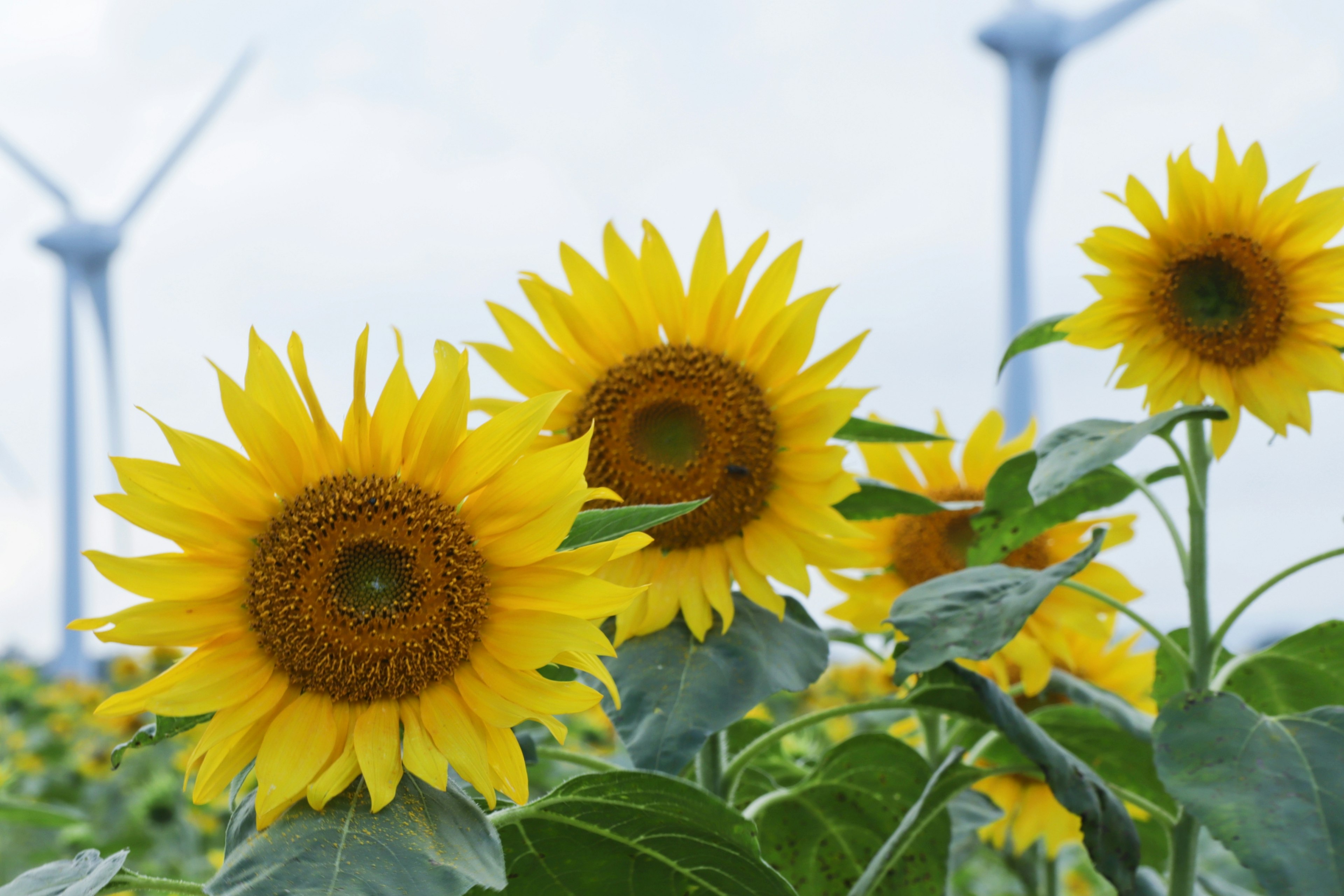 Feld von Sonnenblumen mit Windkraftanlagen im Hintergrund