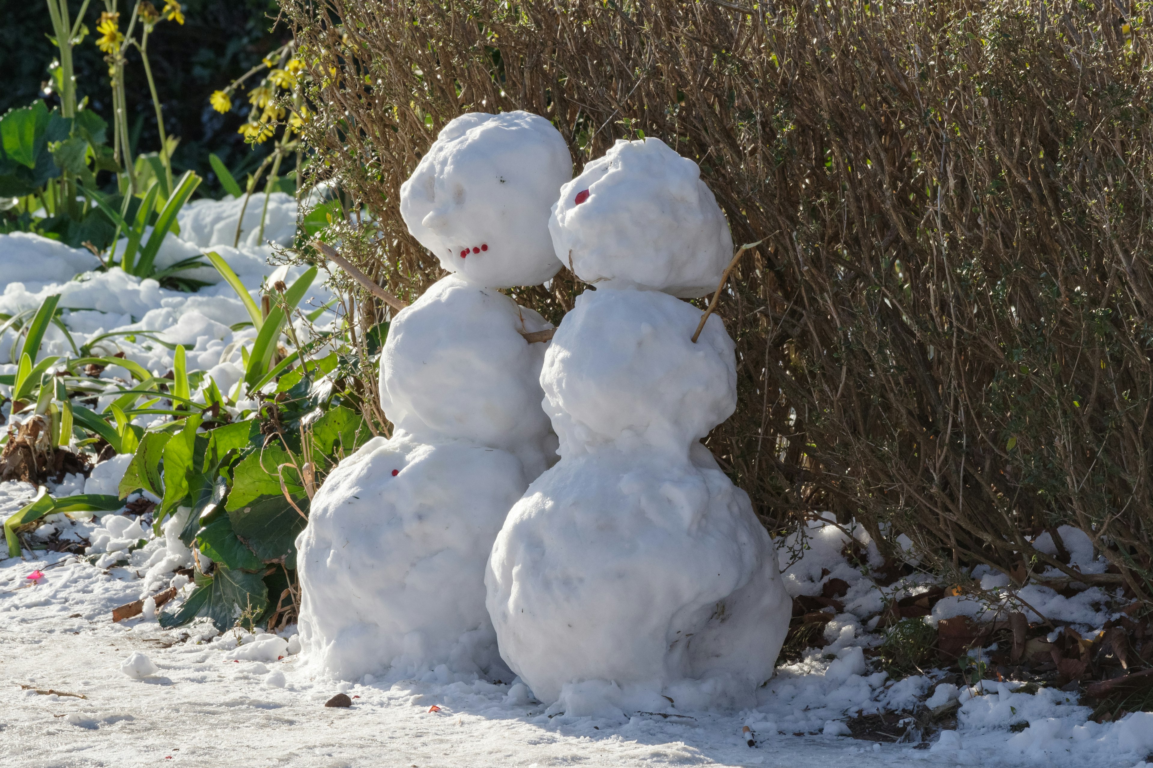 Due pupazzi di neve accanto a un cespuglio illuminati dal sole