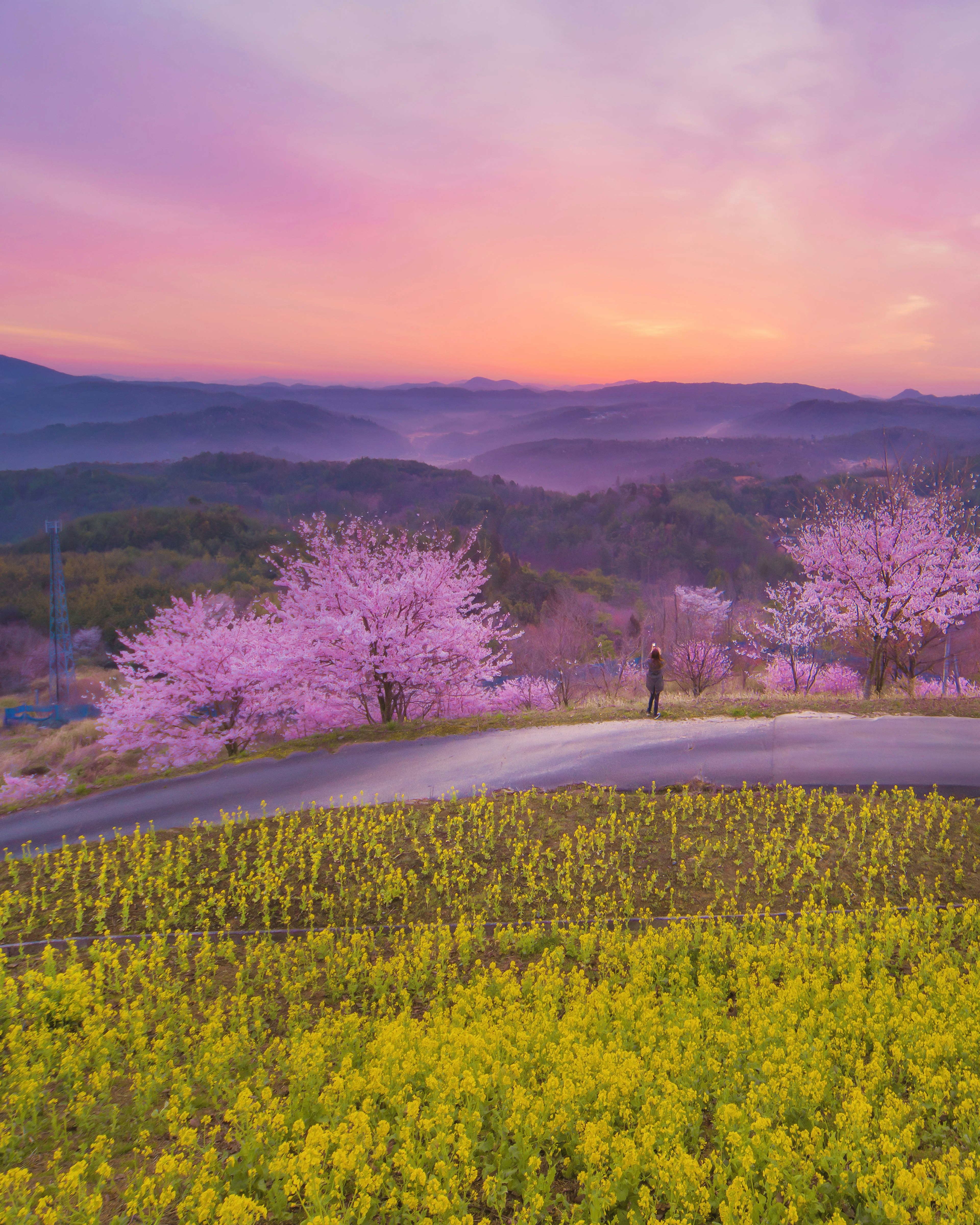 ทิวทัศน์ที่สวยงามของดอกซากุระและดอกคาโนล่าท่ามกลางพระอาทิตย์ตก