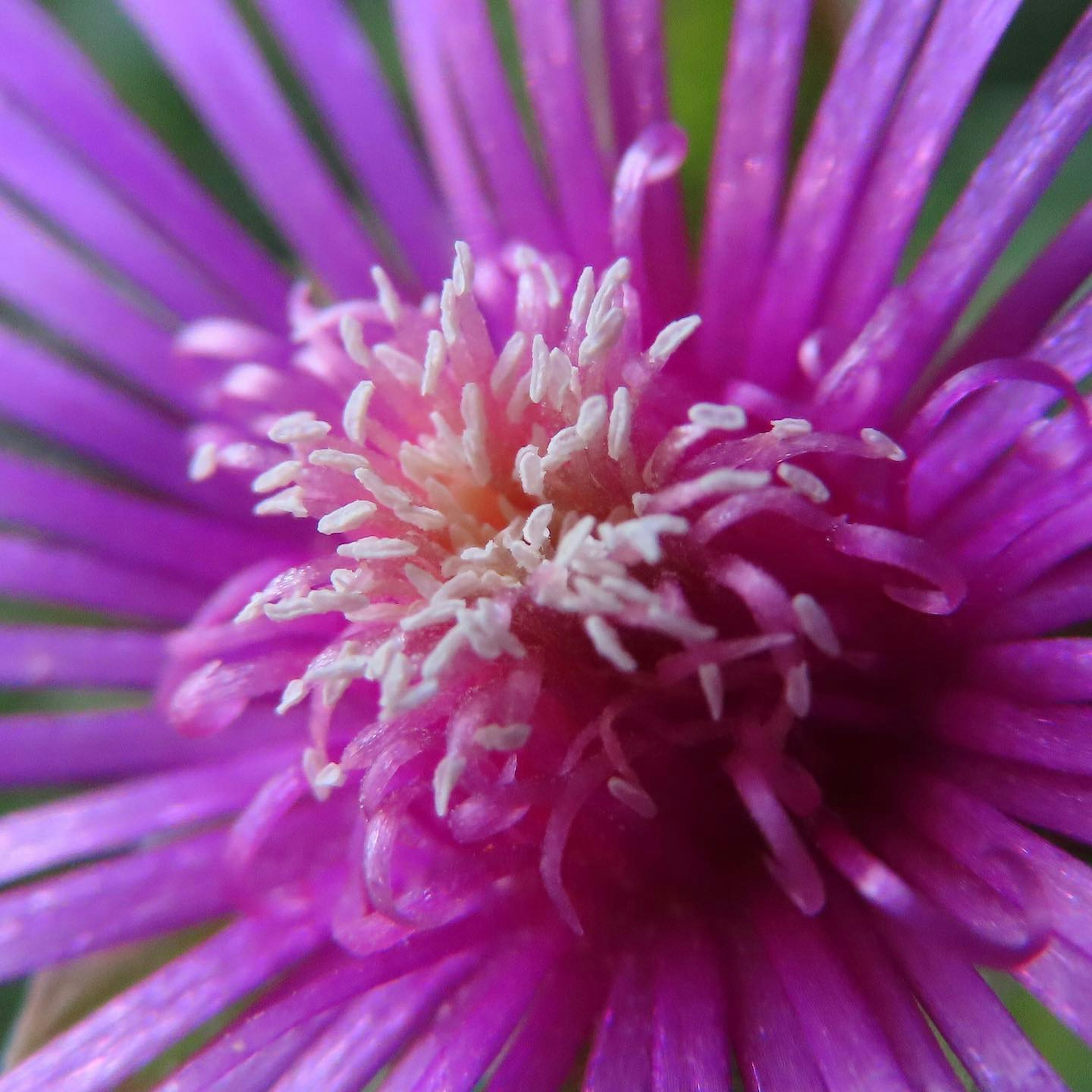 Close-up of a vibrant purple flower with a distinctive white center