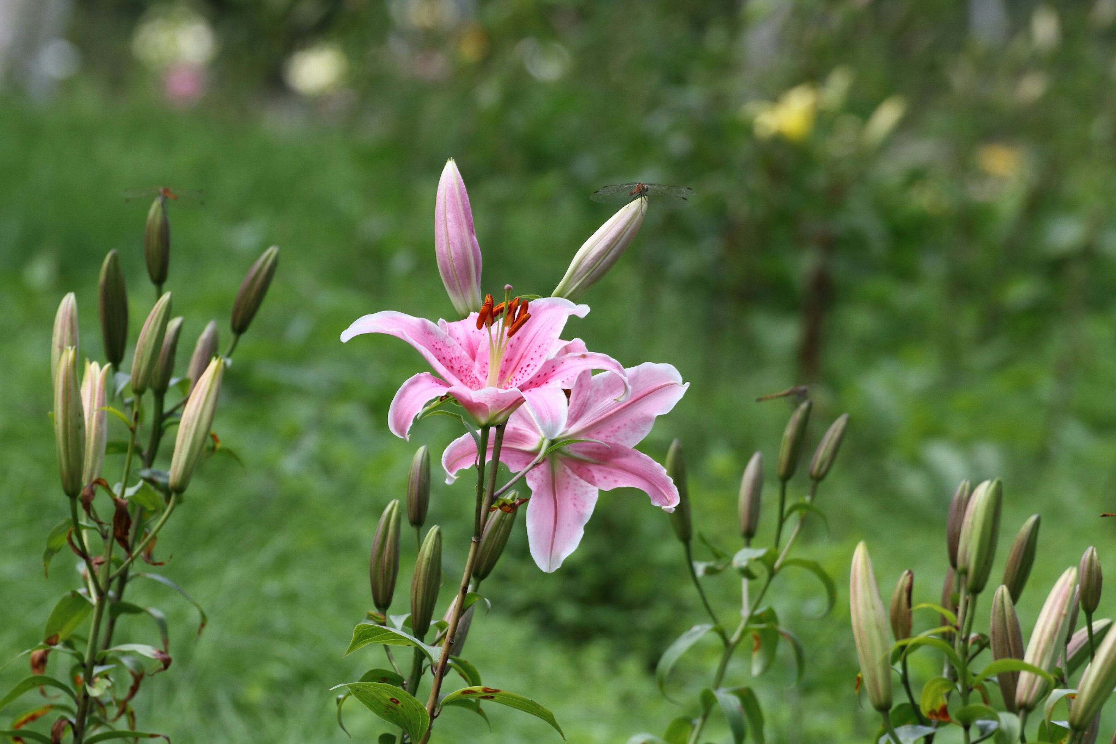 Una hermosa escena con una flor de lirio rosa y capullos