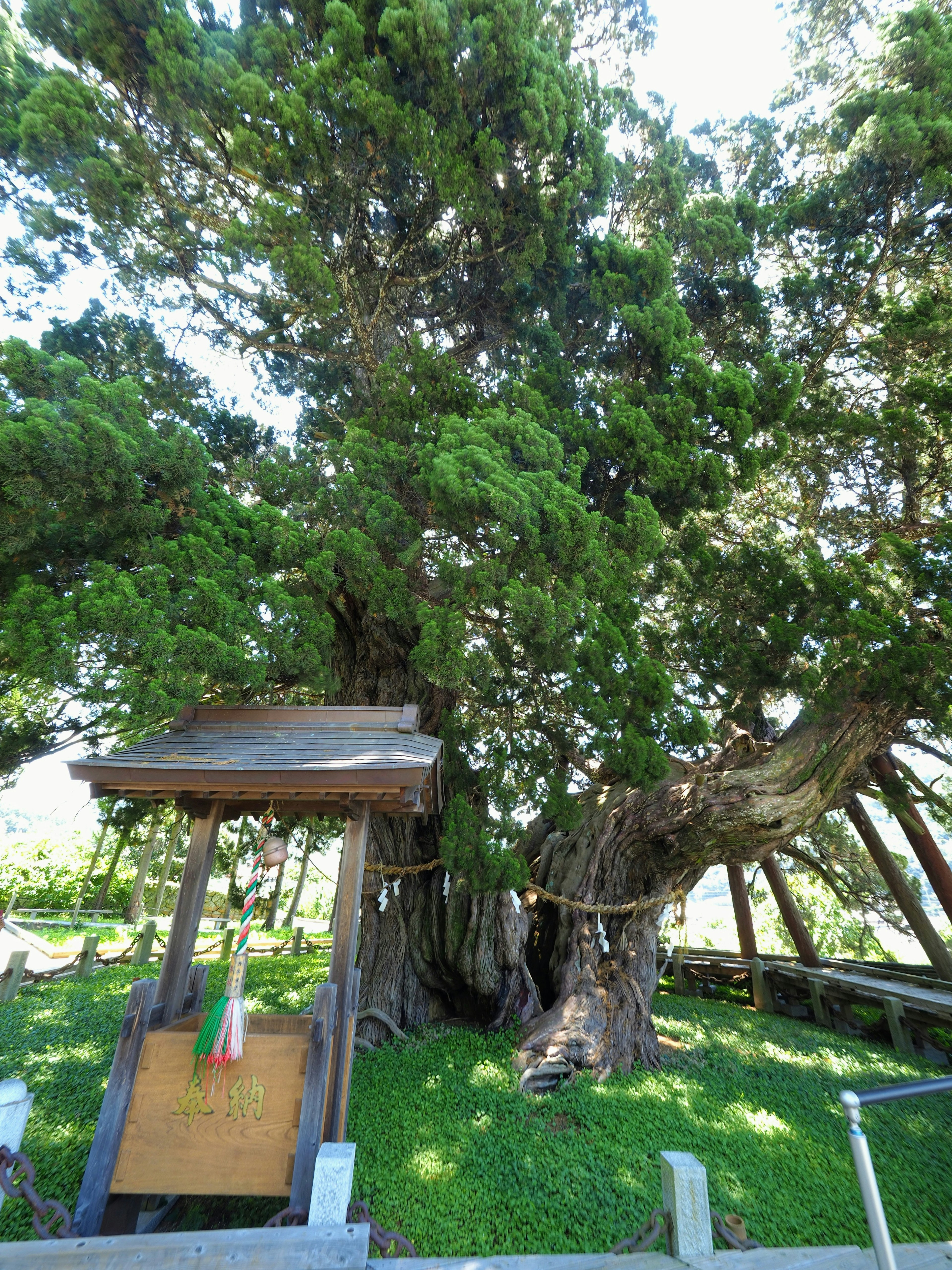 Large tree surrounded by lush green grass and a signpost