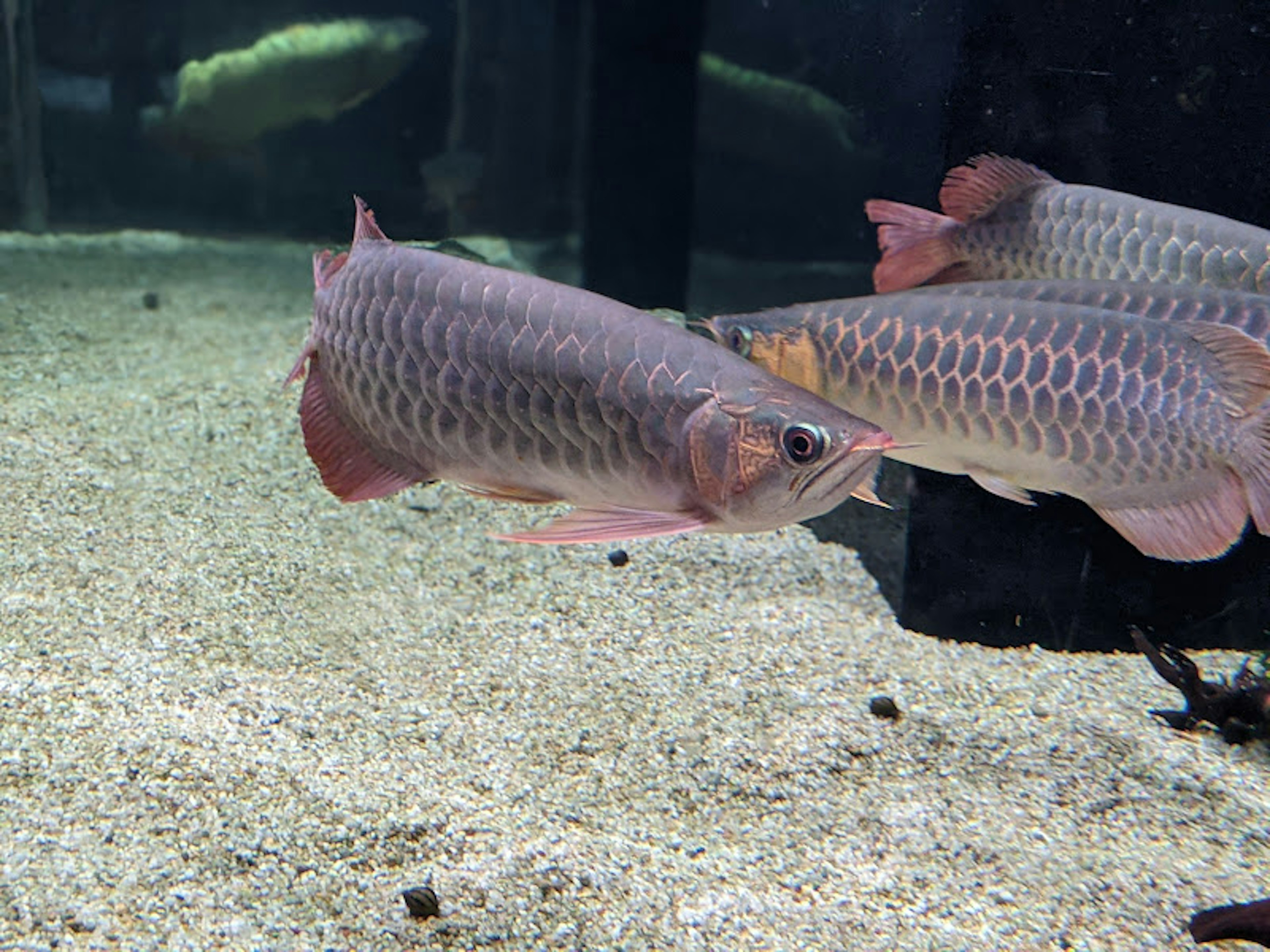 Ikan Arowana yang berenang di akuarium dengan dasar pasir