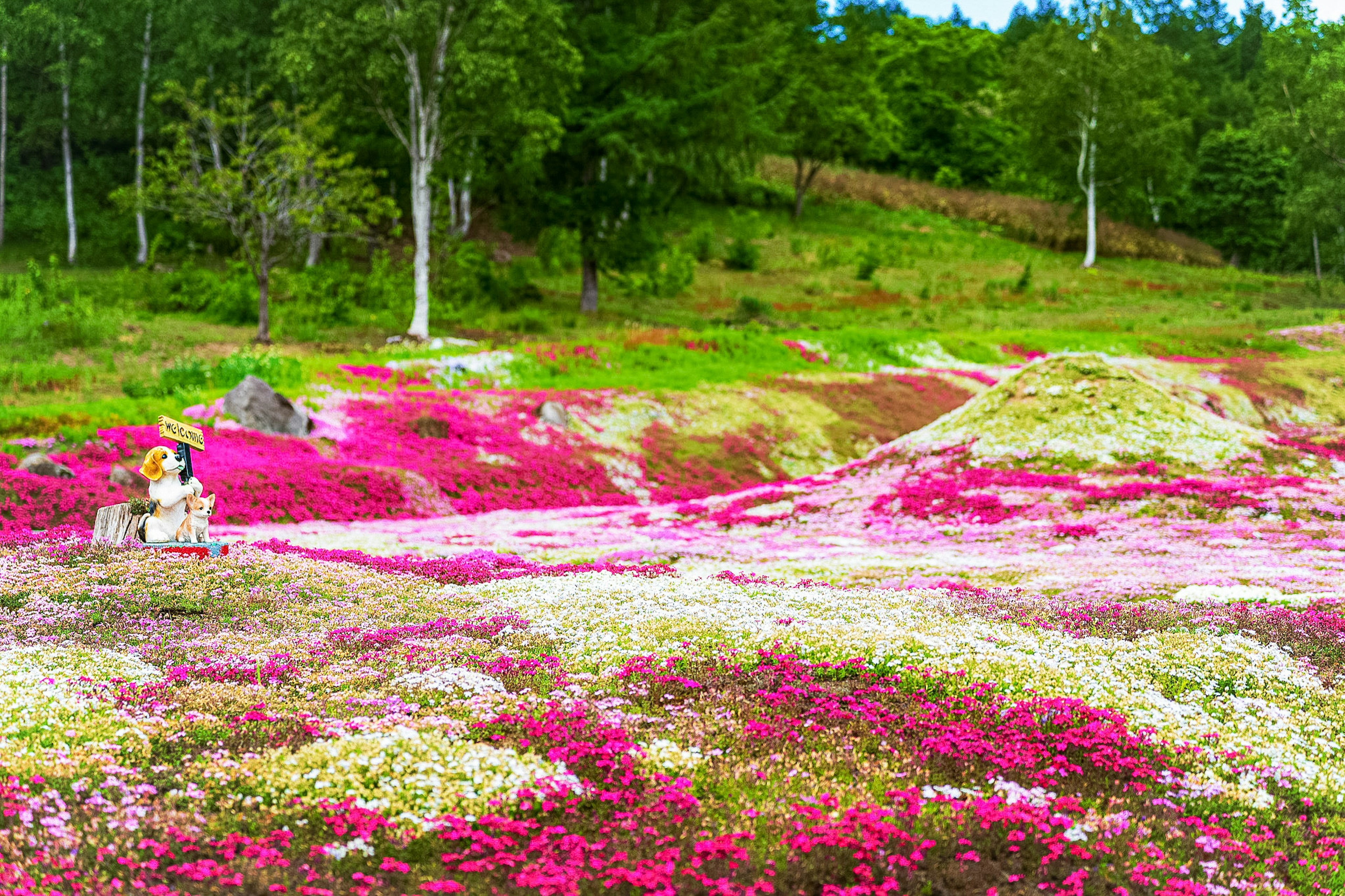 Ladang bunga yang cerah dengan bunga berwarna-warni di lanskap yang indah