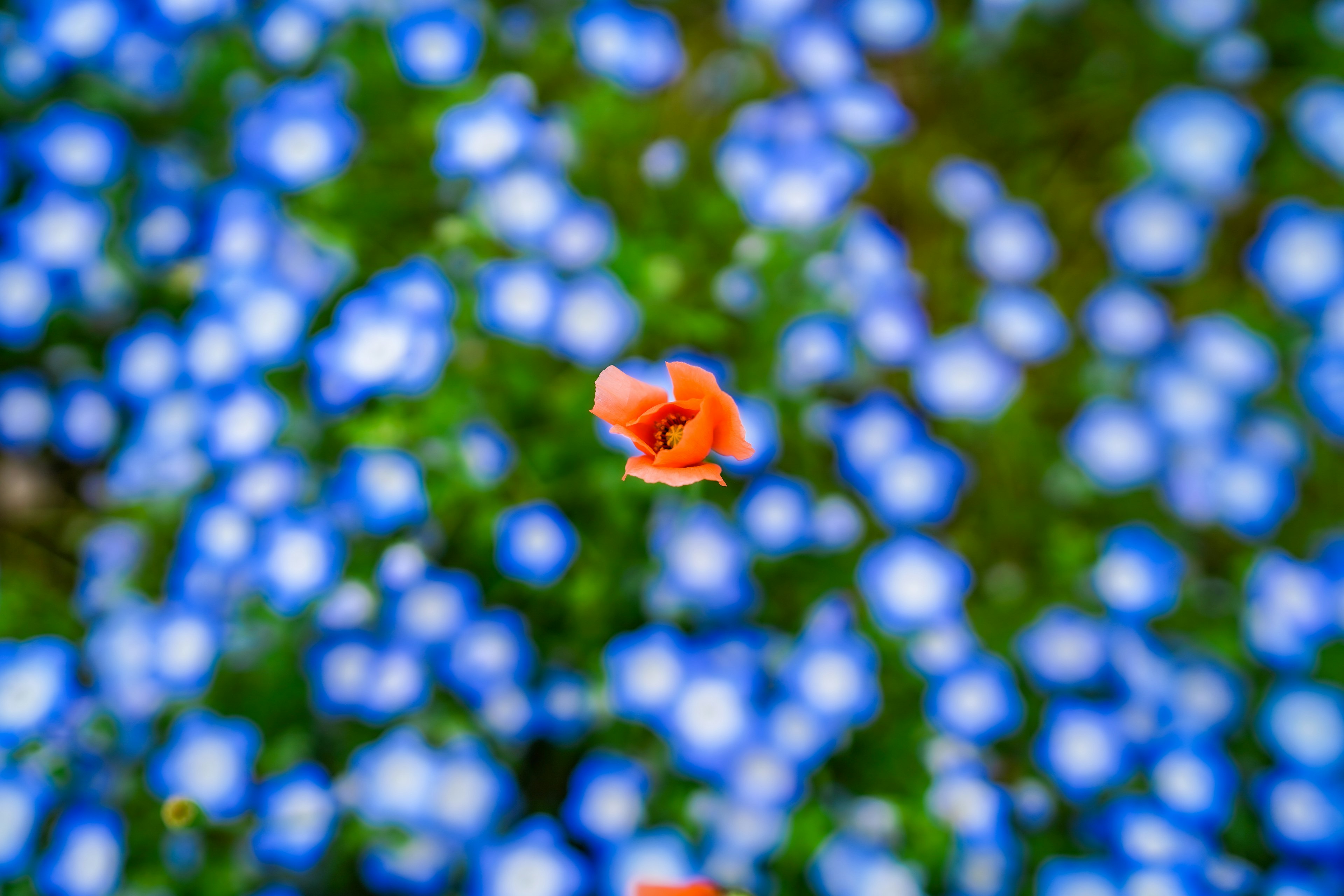 青い花の中に浮かぶオレンジ色の花