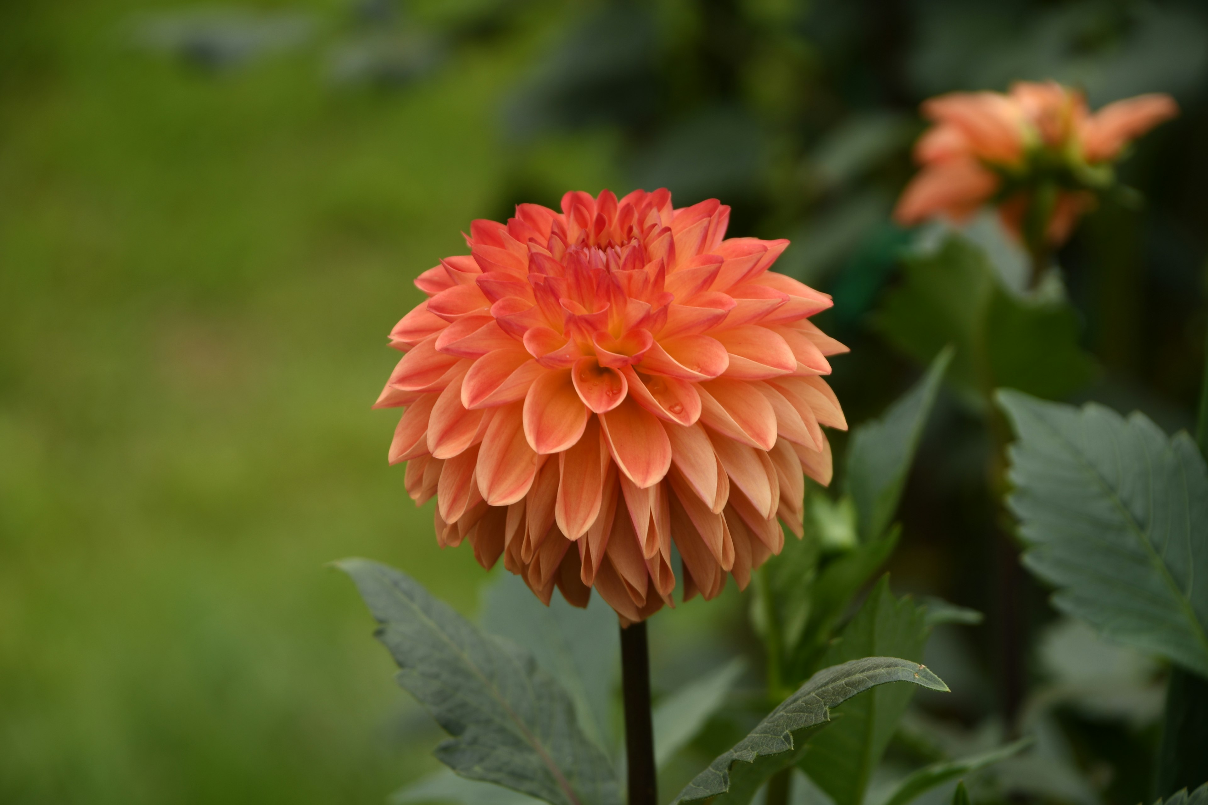 A vibrant orange dahlia flower stands out against a green background