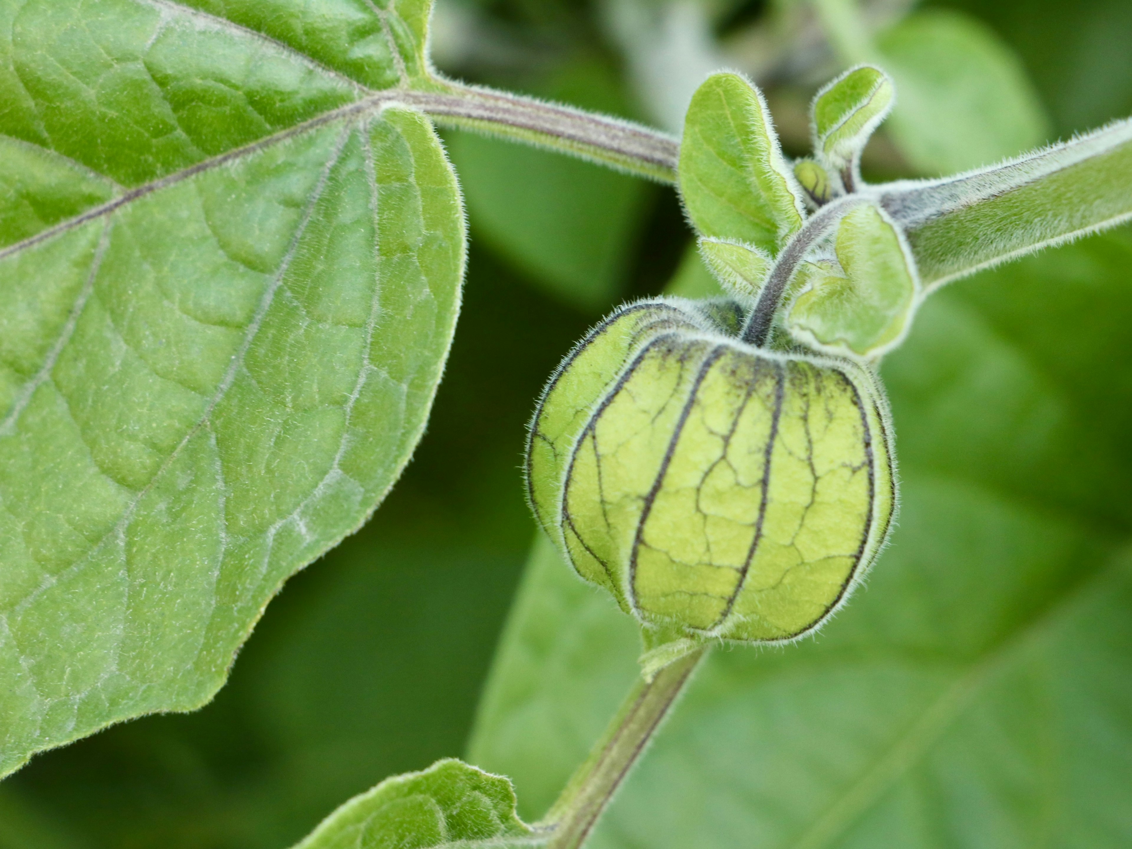 Kedekatan buah hijau dan daun