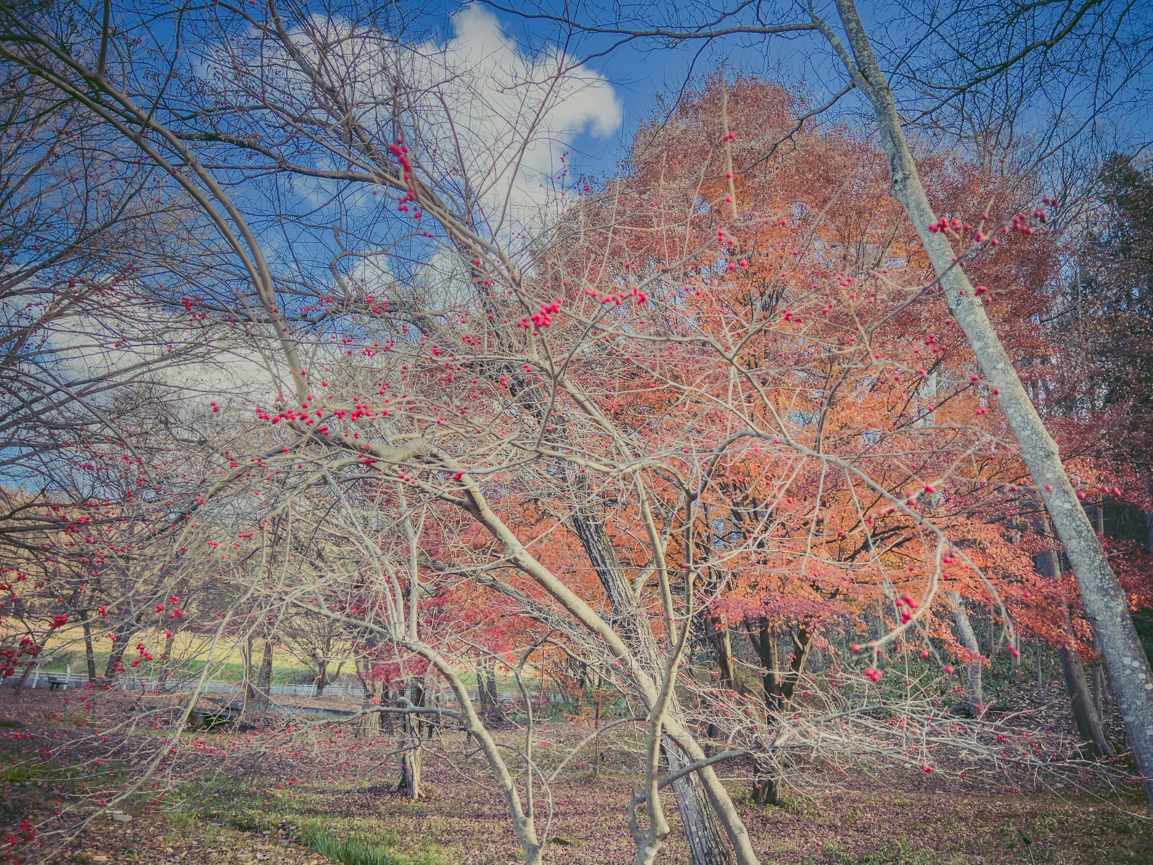 ทิวทัศน์สวนสาธารณะที่มีต้นไม้สีฤดูใบไม้ร่วงและท้องฟ้าสีฟ้า