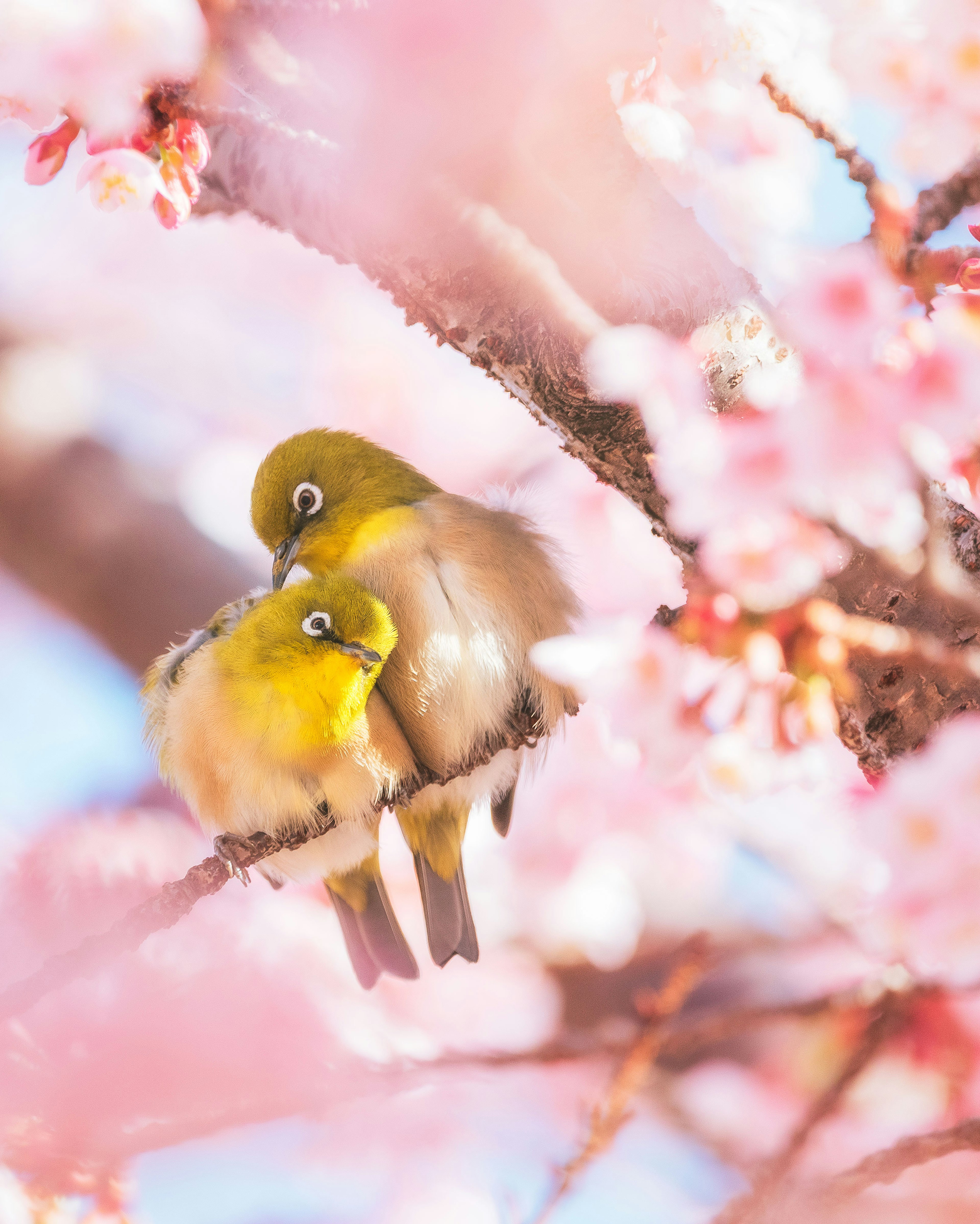 Dua burung mata putih Jepang bertengger dekat di cabang bunga sakura