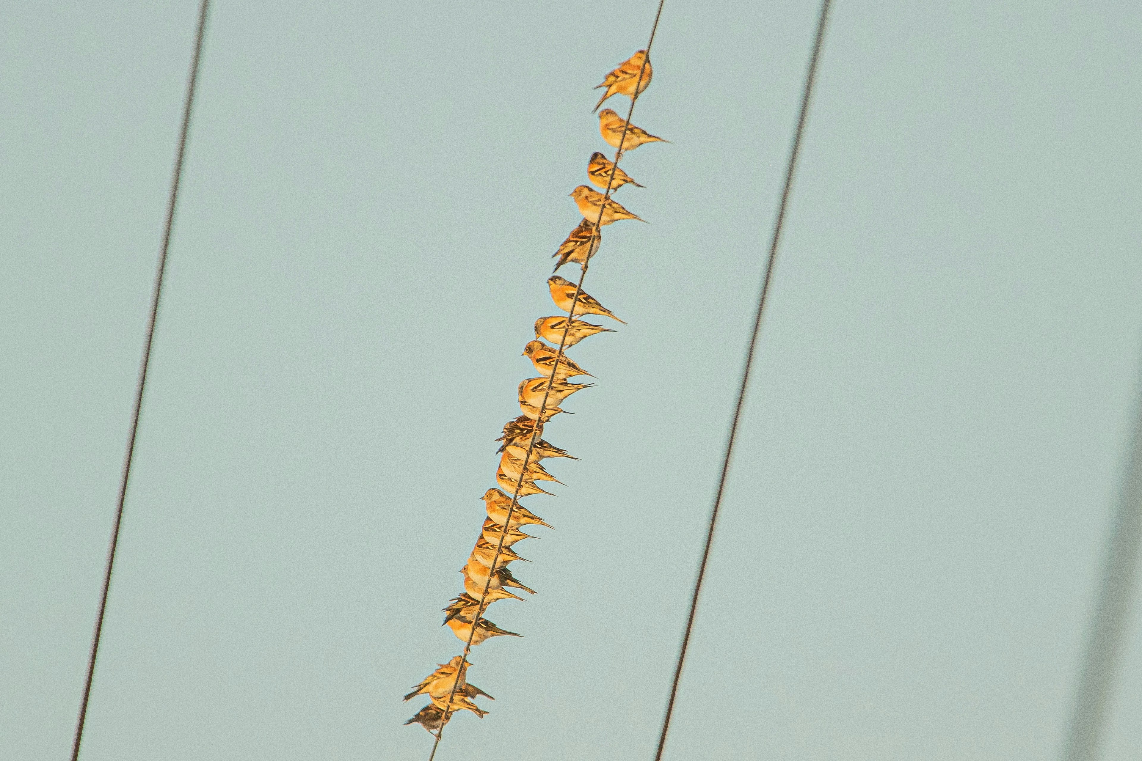 A line of orange insects hanging against a blue background