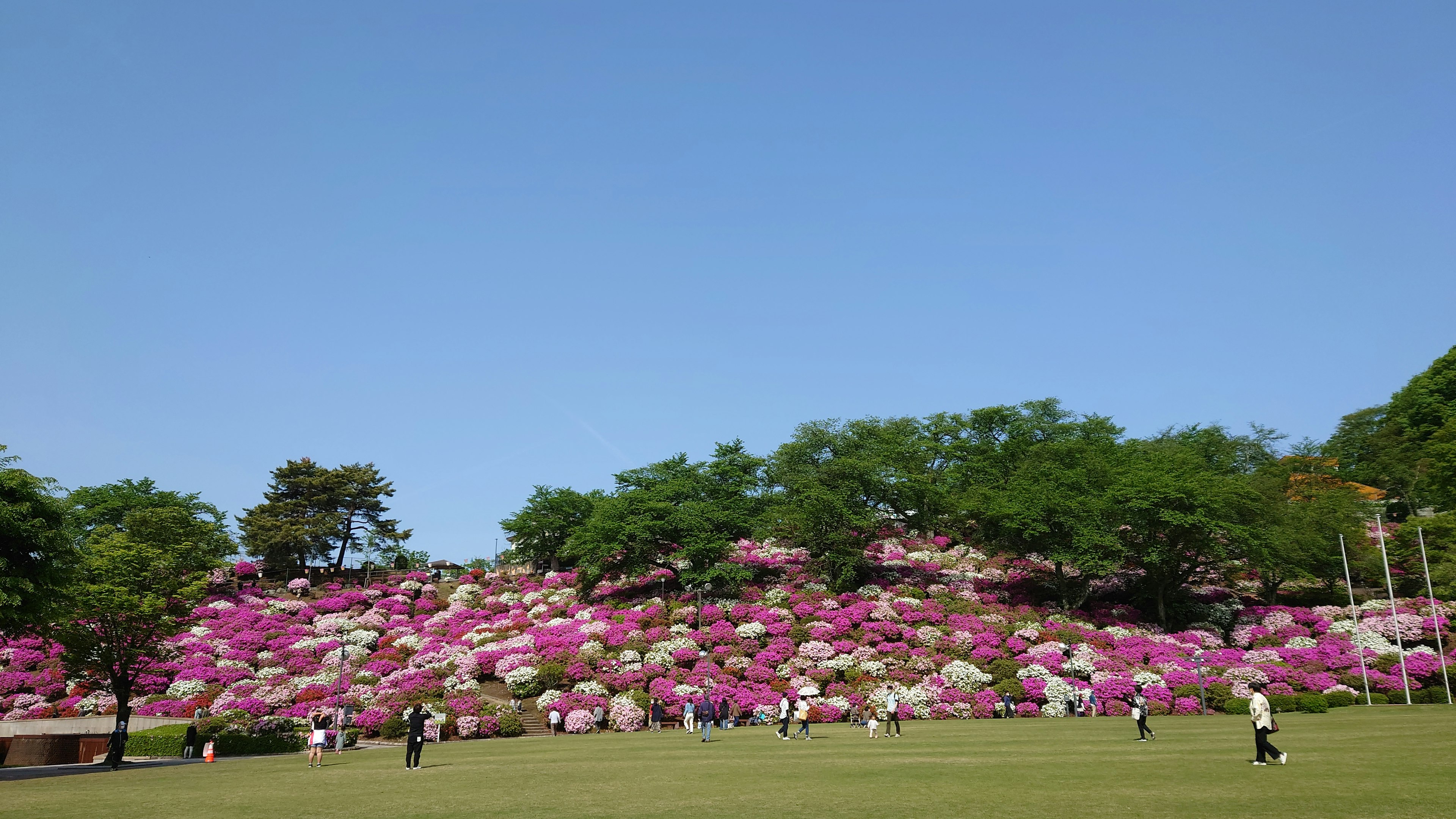 Sebuah bukit cerah yang dipenuhi dengan azalea yang mekar di bawah langit biru yang cerah