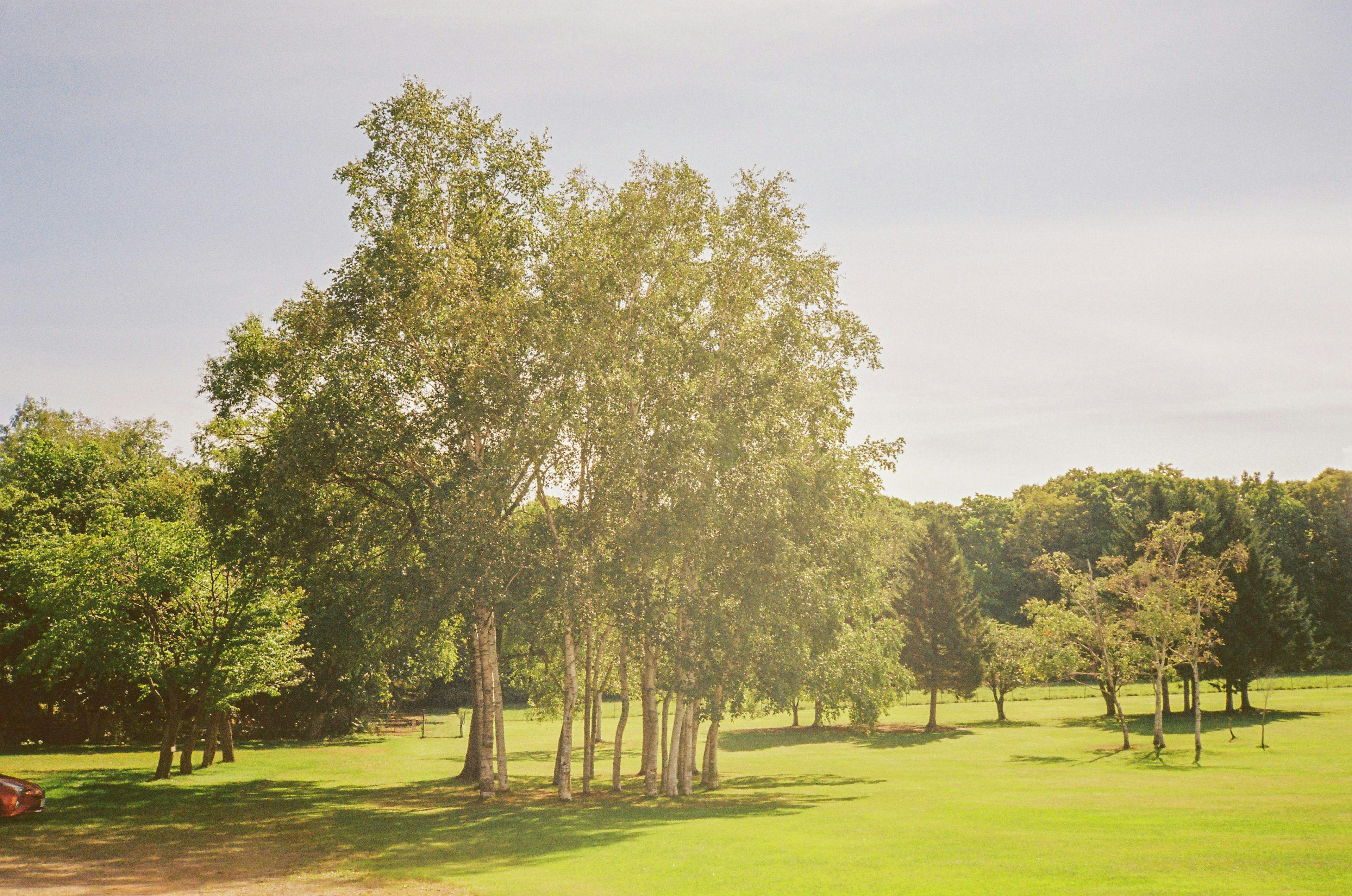 Vista panoramica di alberi su un prato verde sotto un cielo sereno