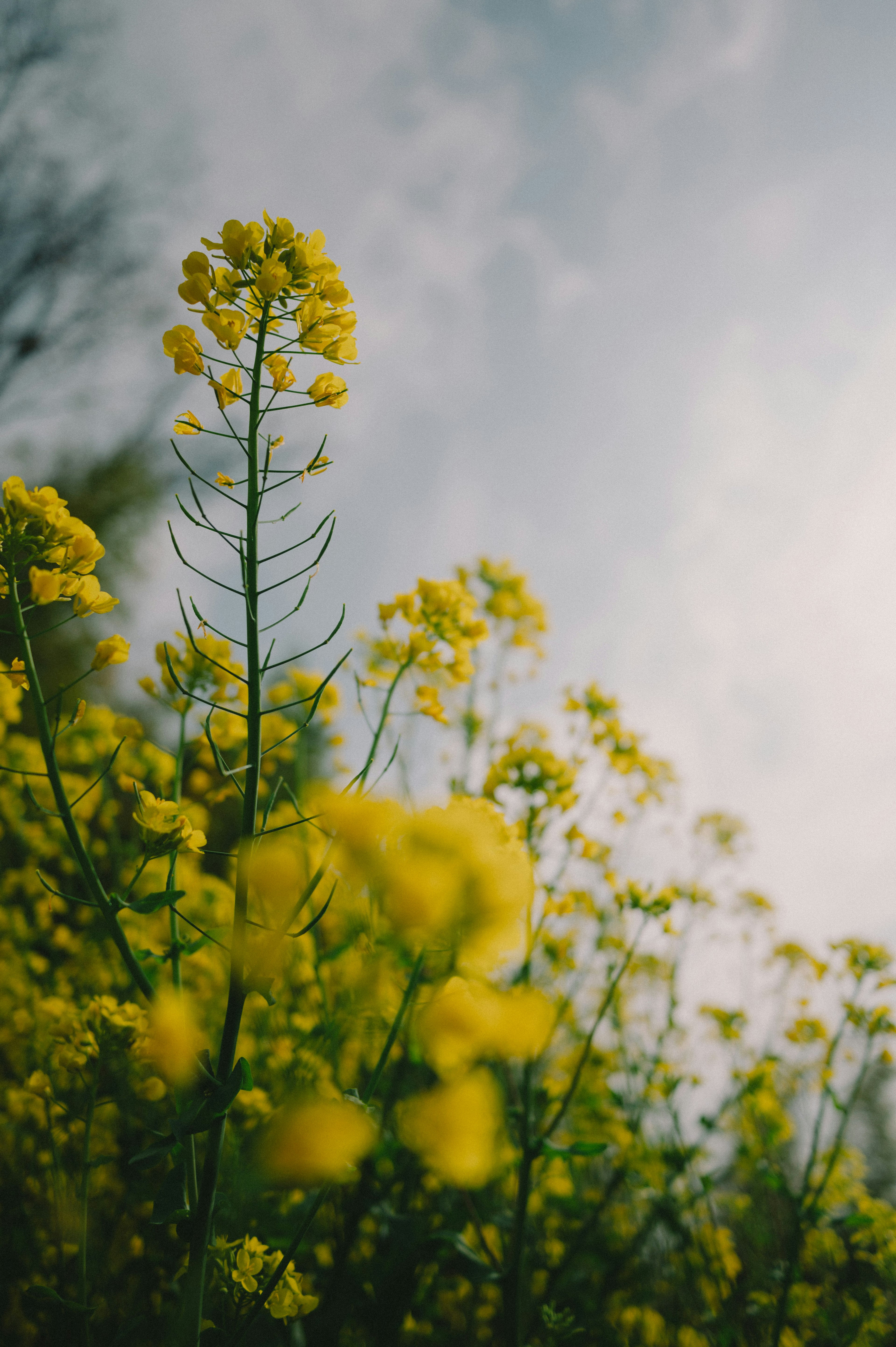 Gros plan de fleurs jaunes dans un champ avec un ciel bleu et des nuages en arrière-plan