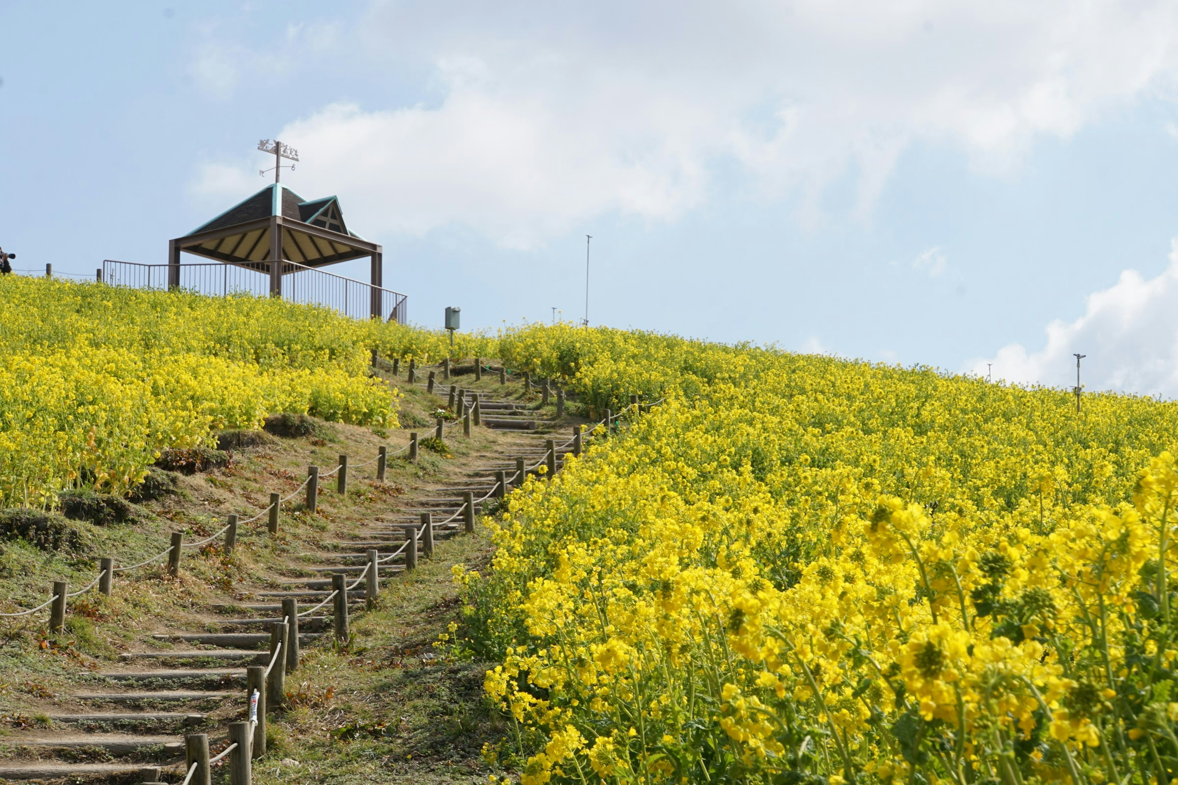 Un petit abri sur une colline couverte de fleurs jaunes et un escalier en bois