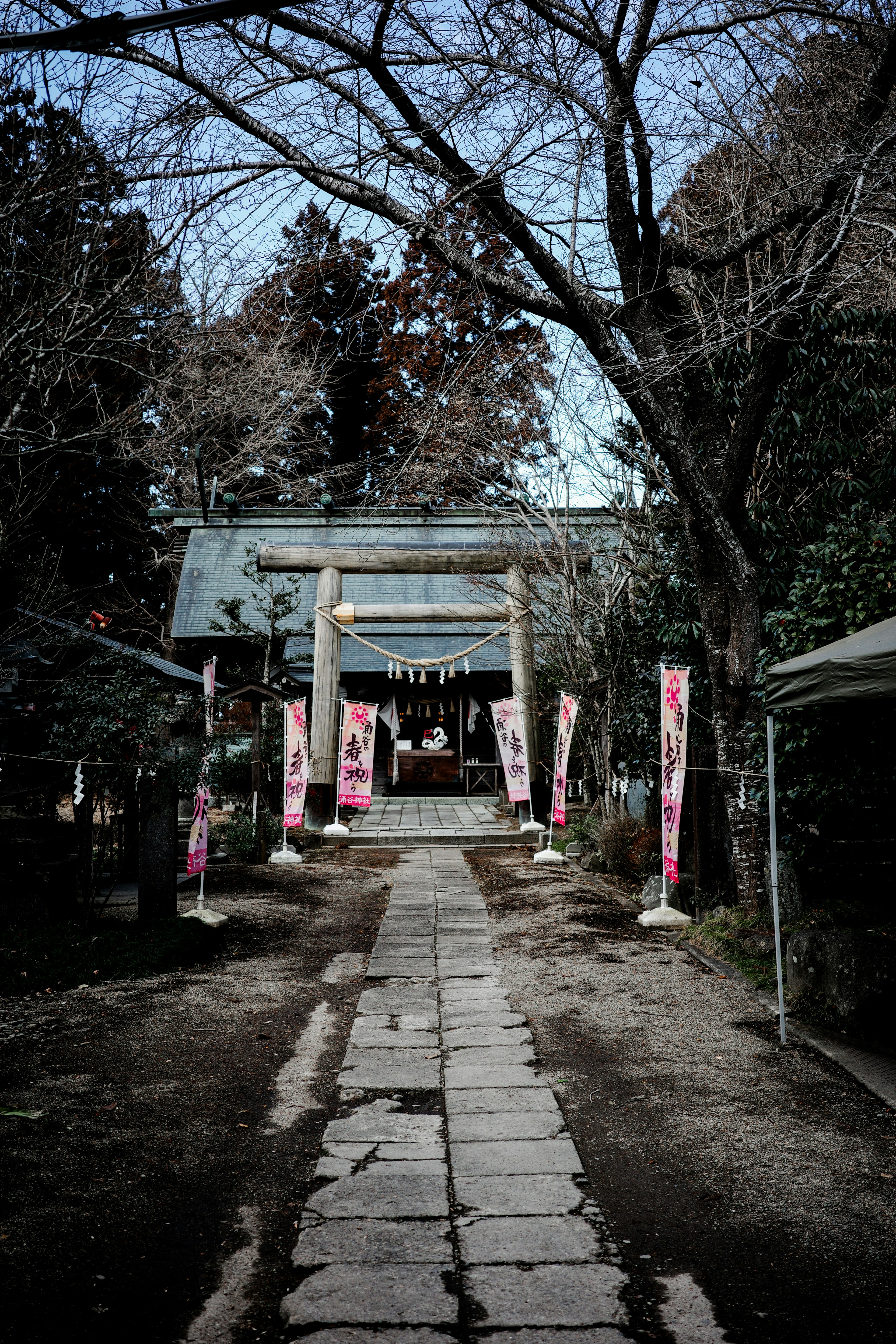 通往安靜神社的石頭小路和櫻花樹