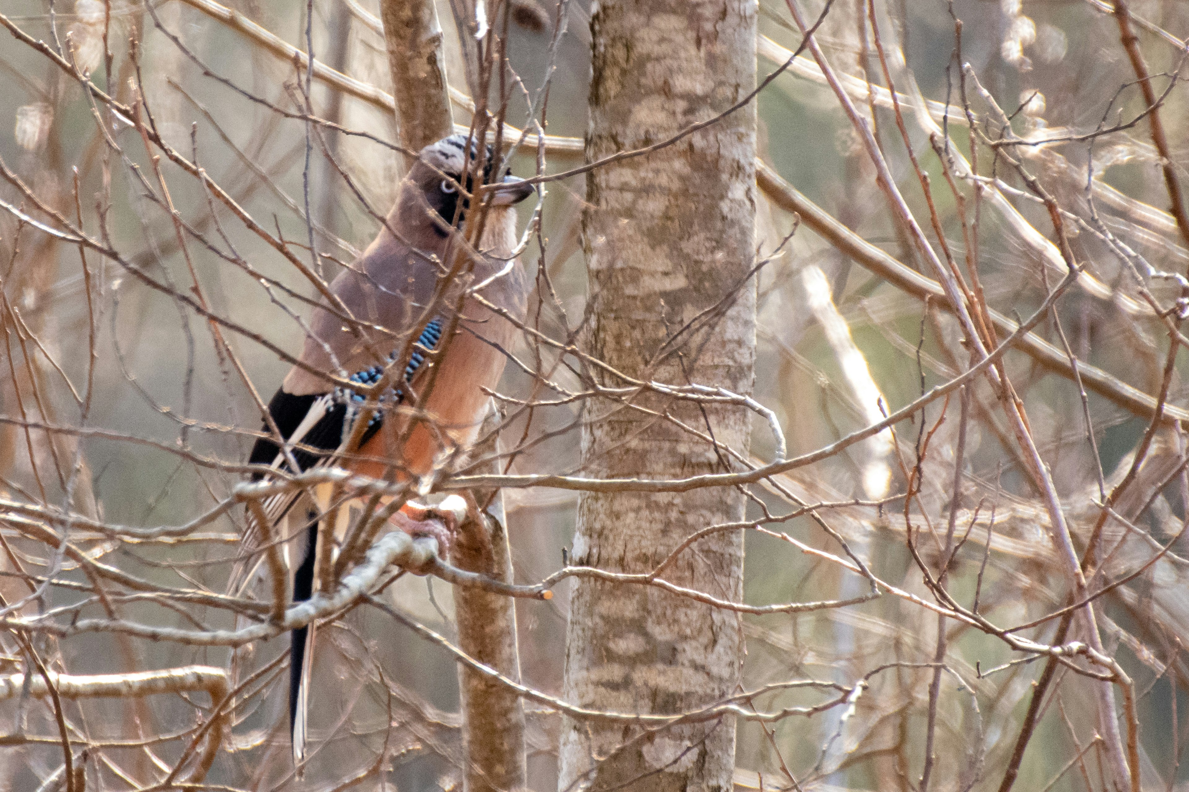 Un oiseau à la queue bleue perché parmi les branches