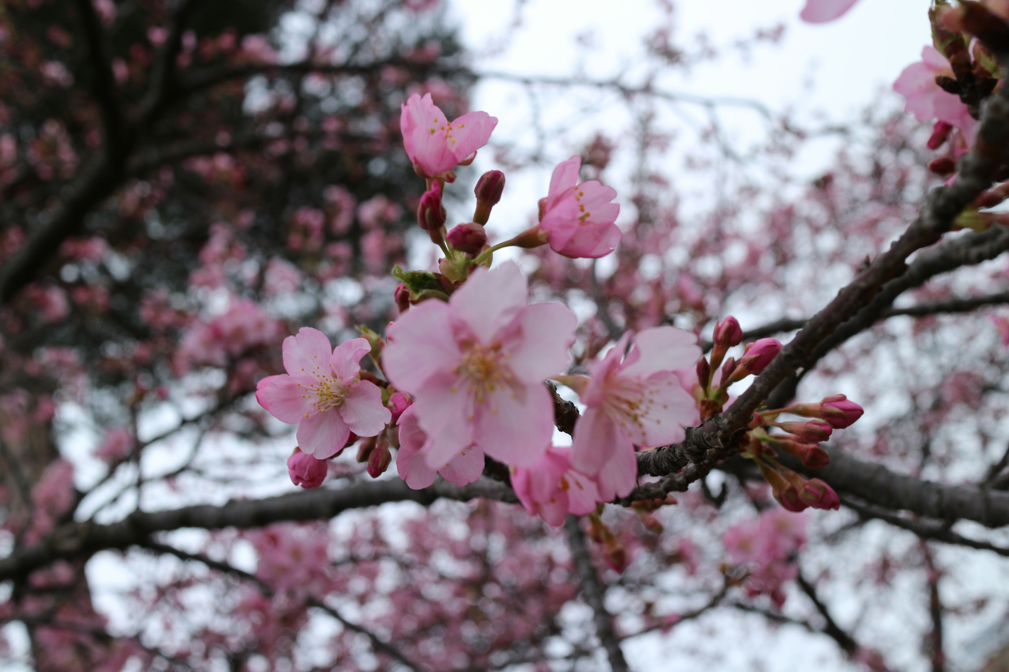 Kedekatan bunga sakura di cabang