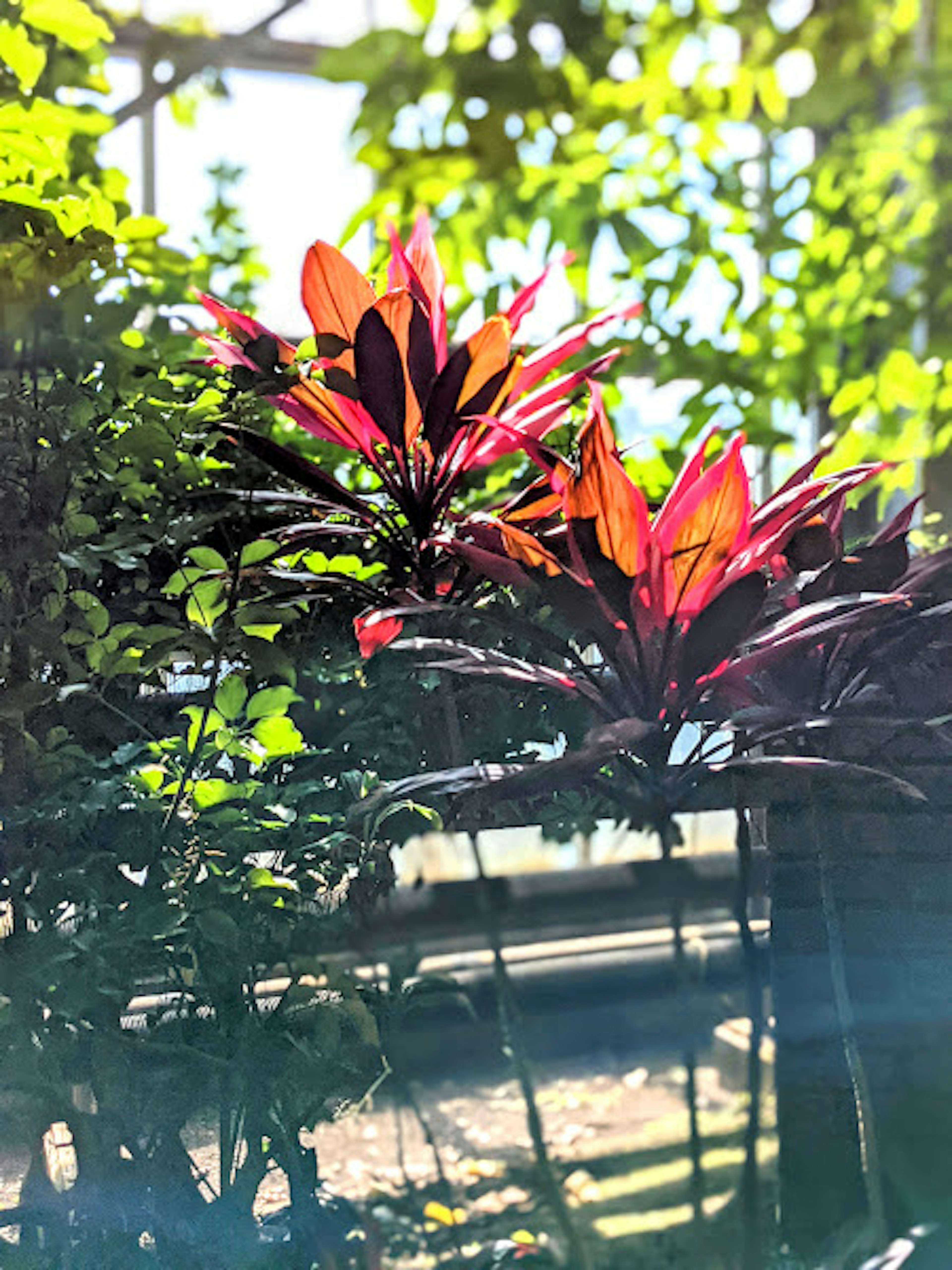 Primo piano di piante con foglie rosse e arancioni su sfondo verde