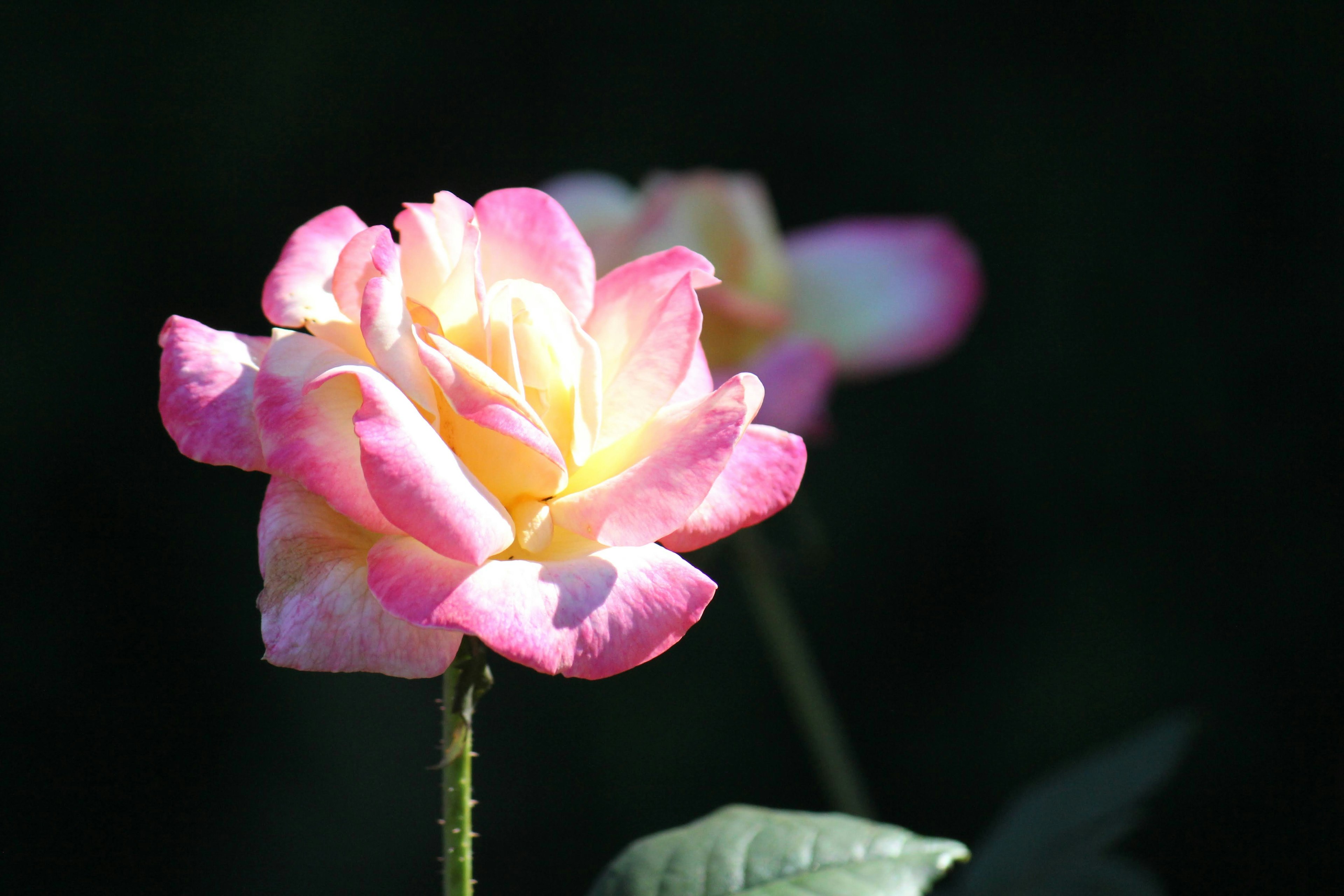 Une belle fleur de rose rose et jaune se détache sur un fond sombre