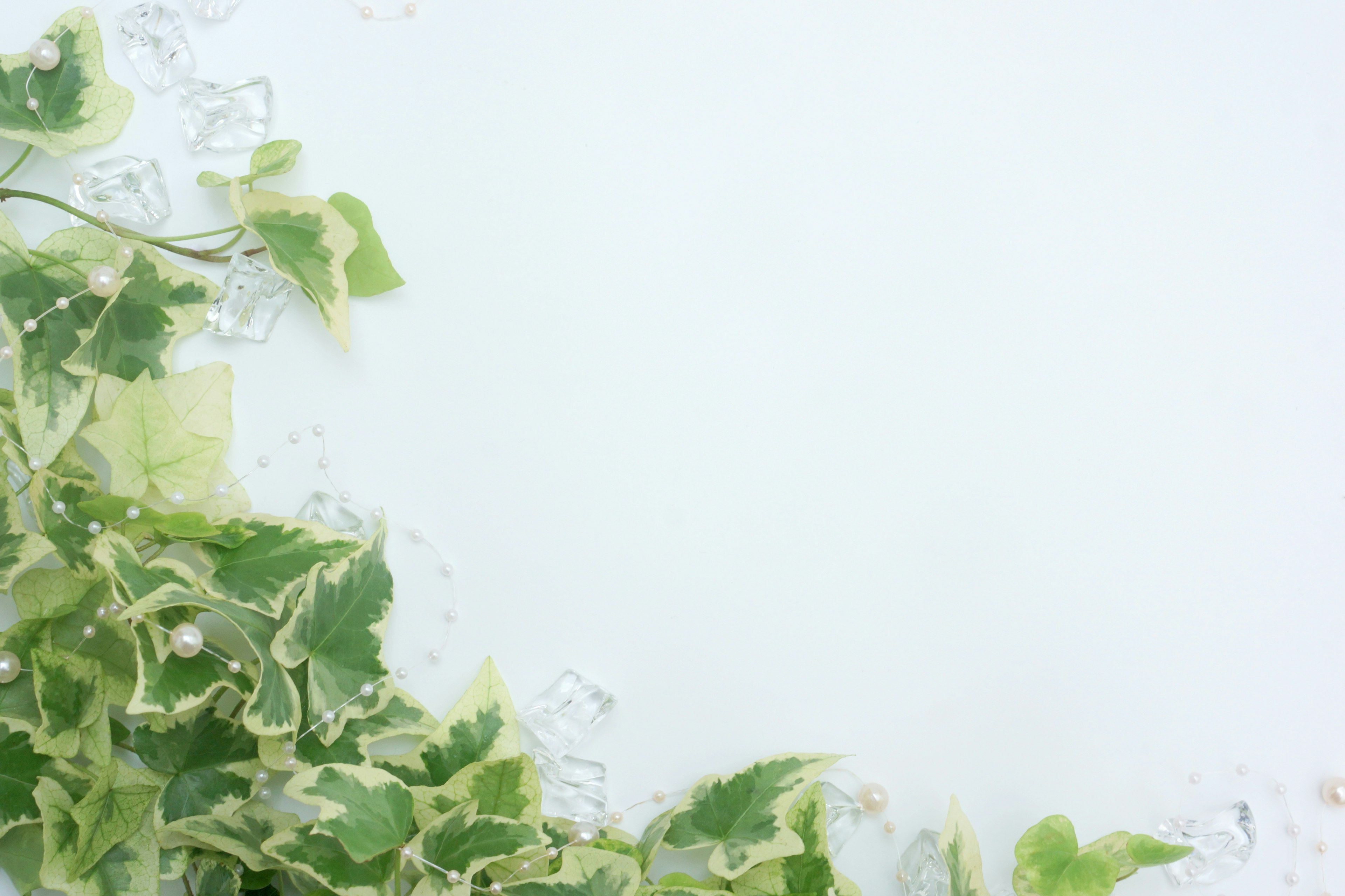 Green leaves surrounding a white background