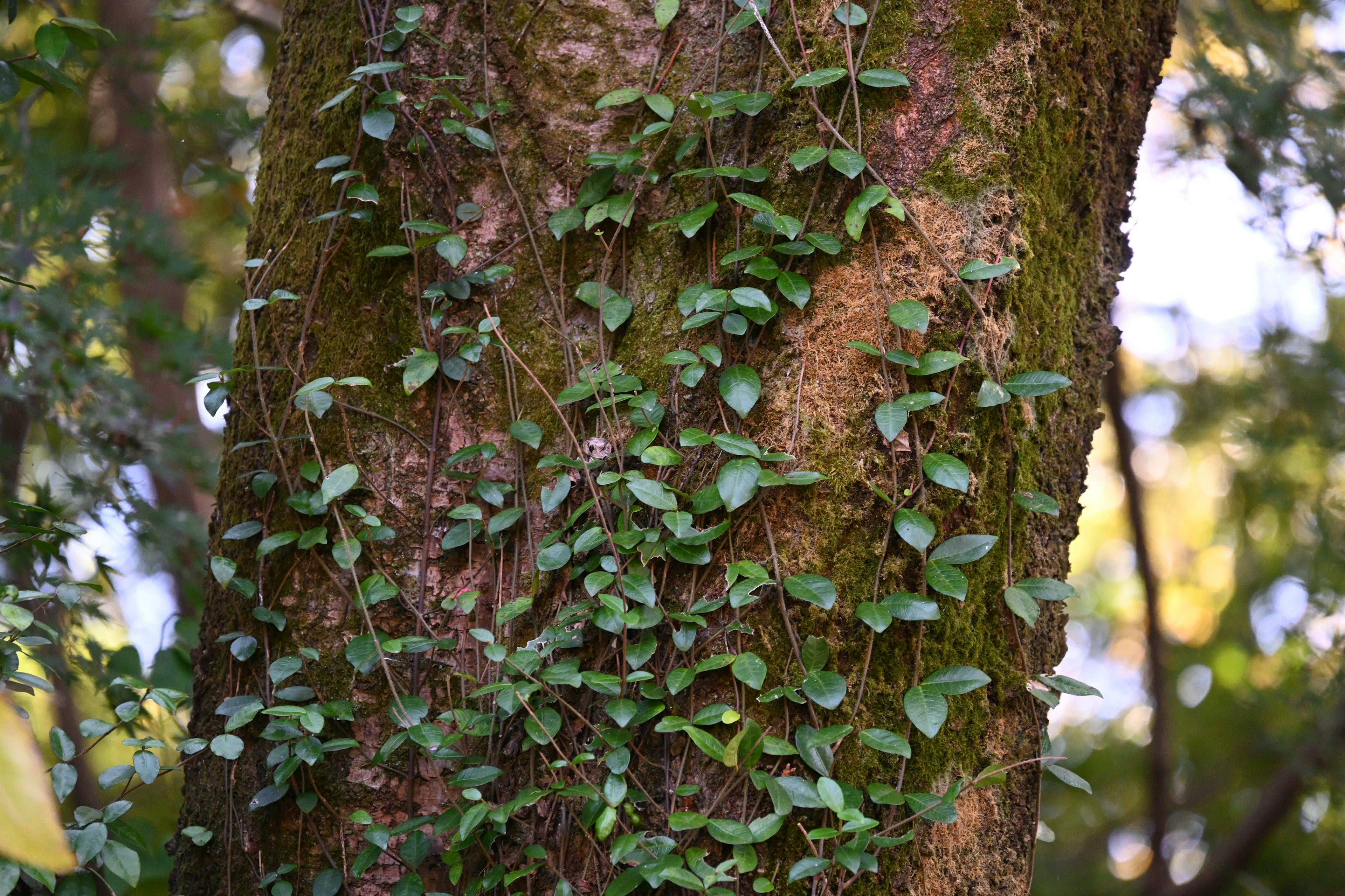 Close-up of green leaves and moss on a tree trunk