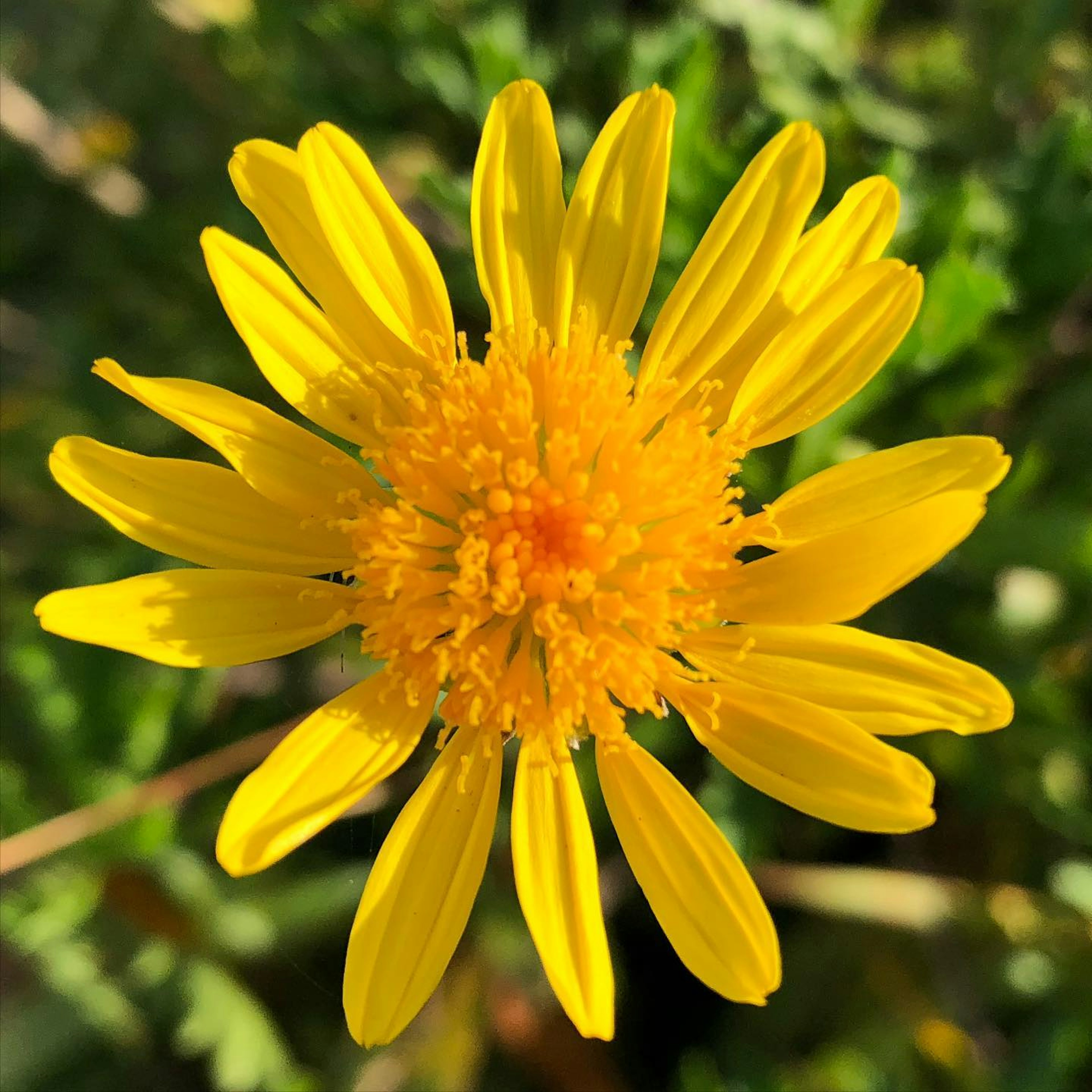 A bright yellow flower with an orange center surrounded by slender petals