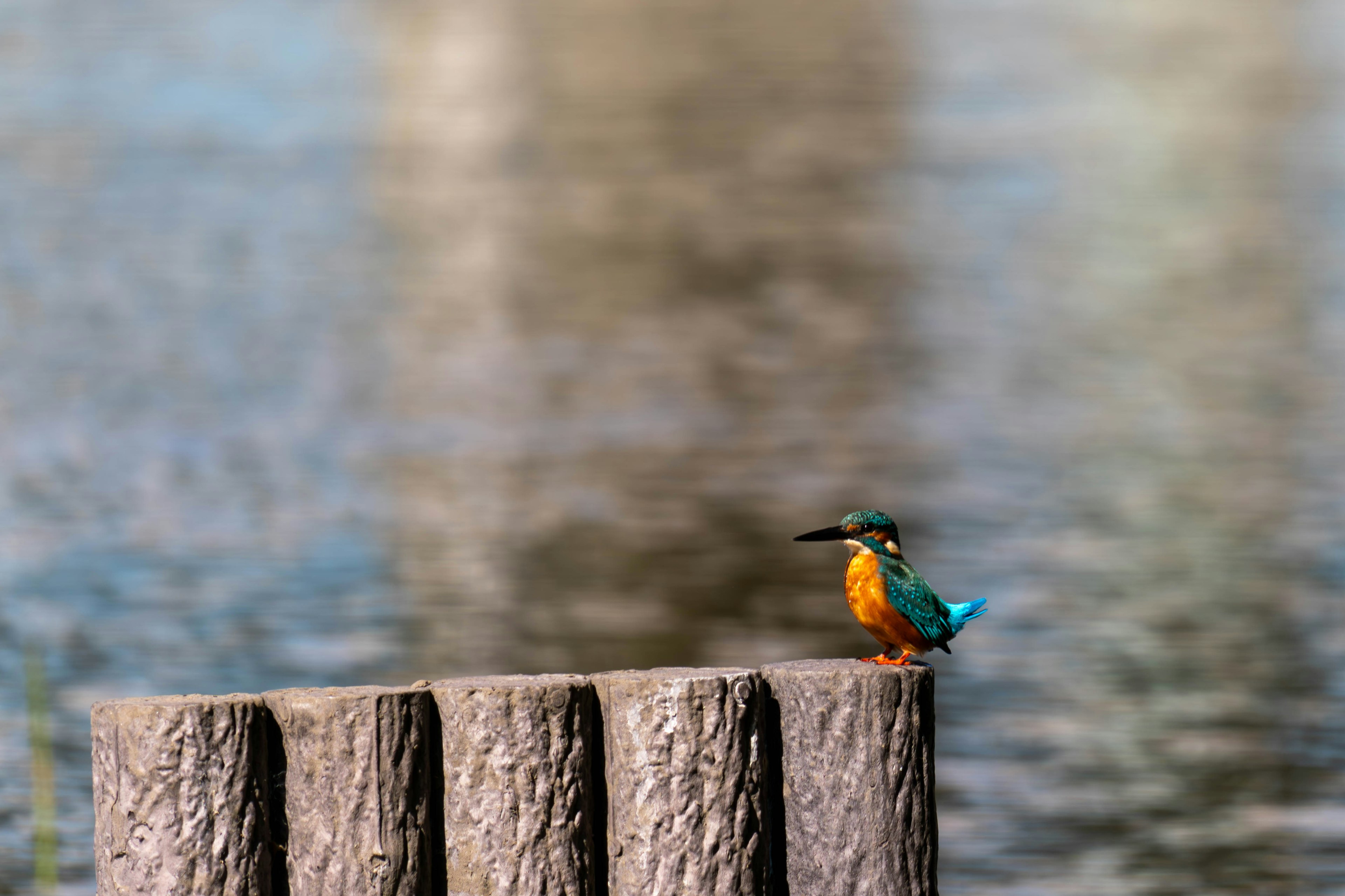 Ein bunter Eisvogel sitzt auf einem Holzpfahl am Wasser