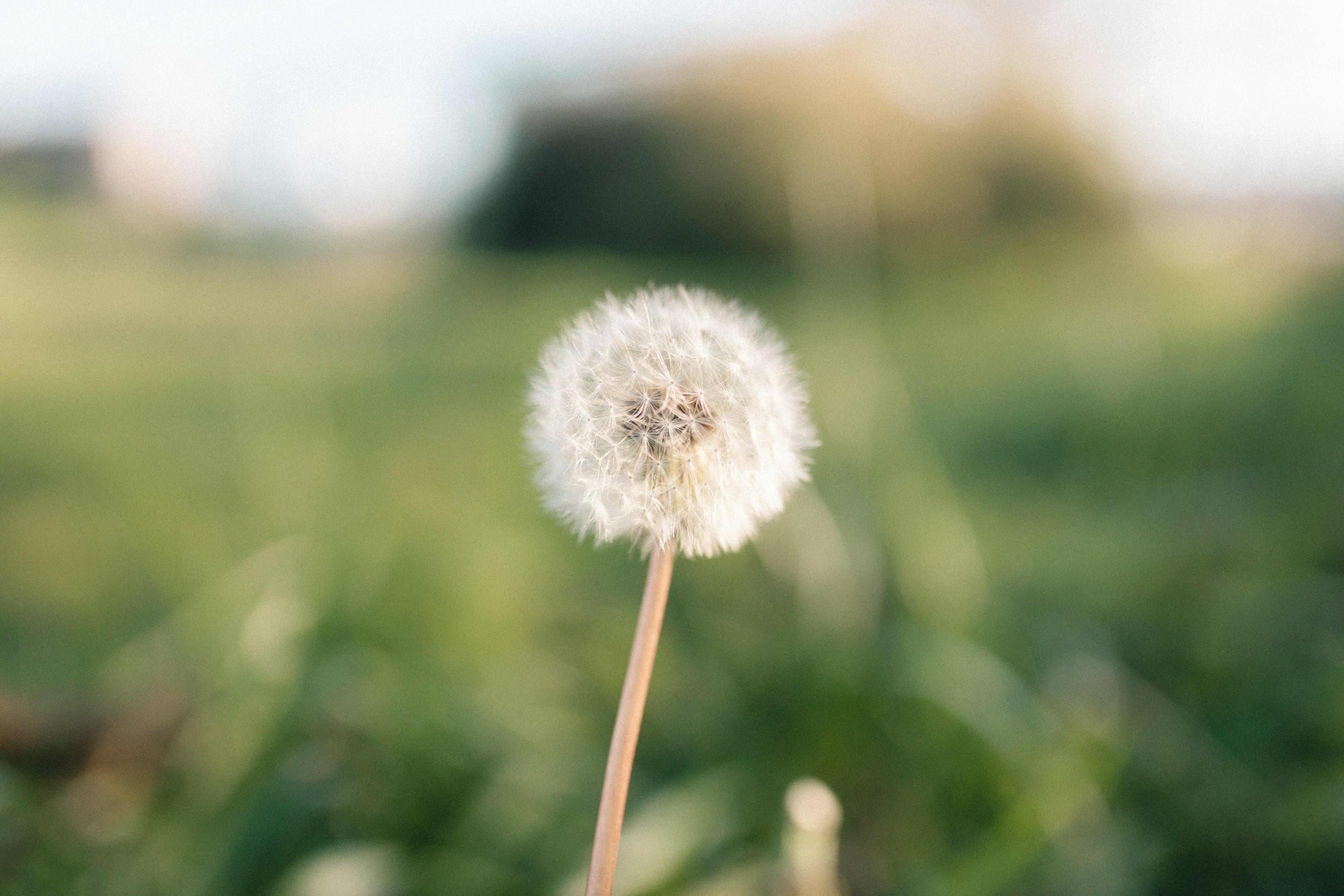 Bunga dandelion putih di latar belakang hijau