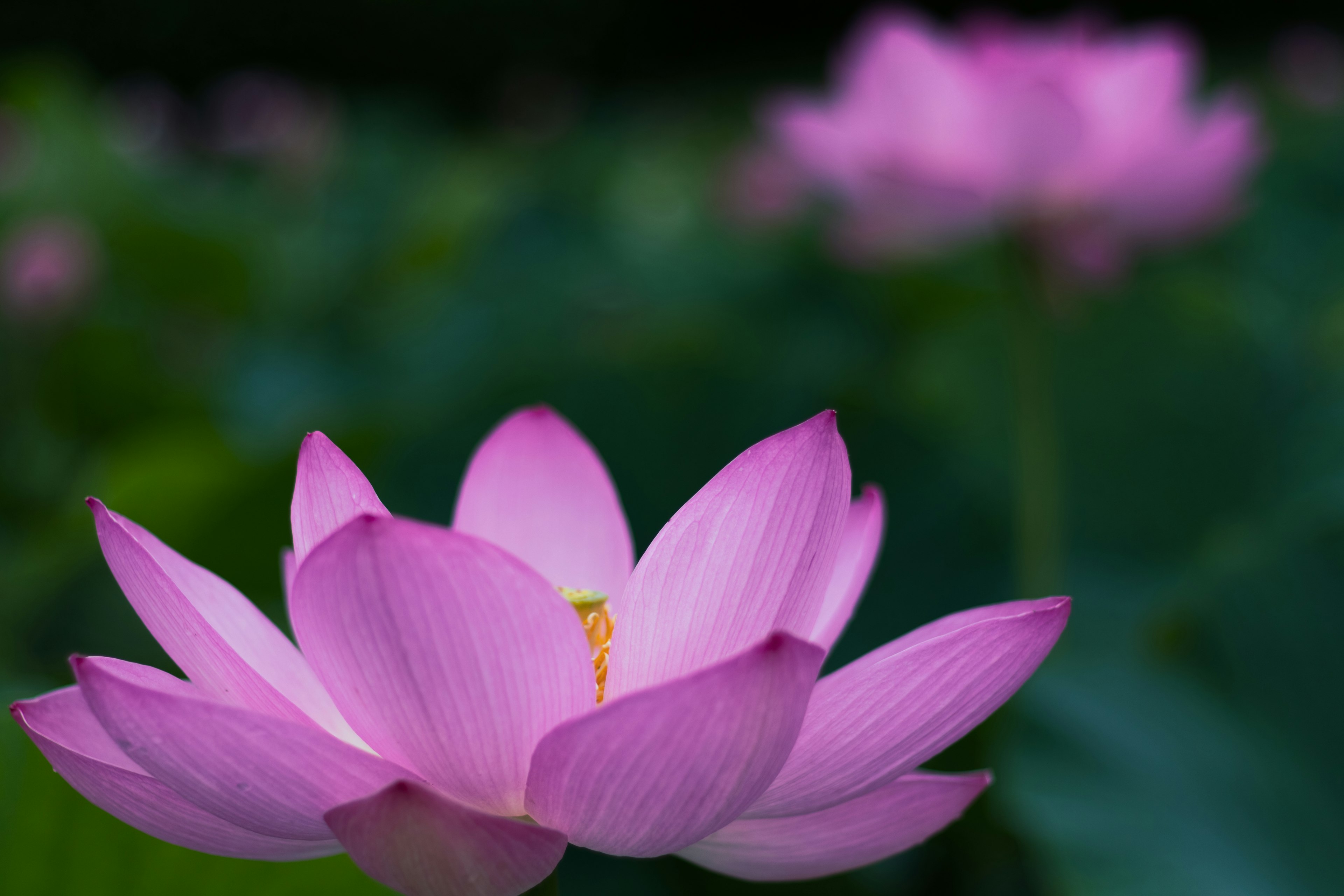 Beautiful pink lotus flower in the foreground with blurred lotus flowers in the background