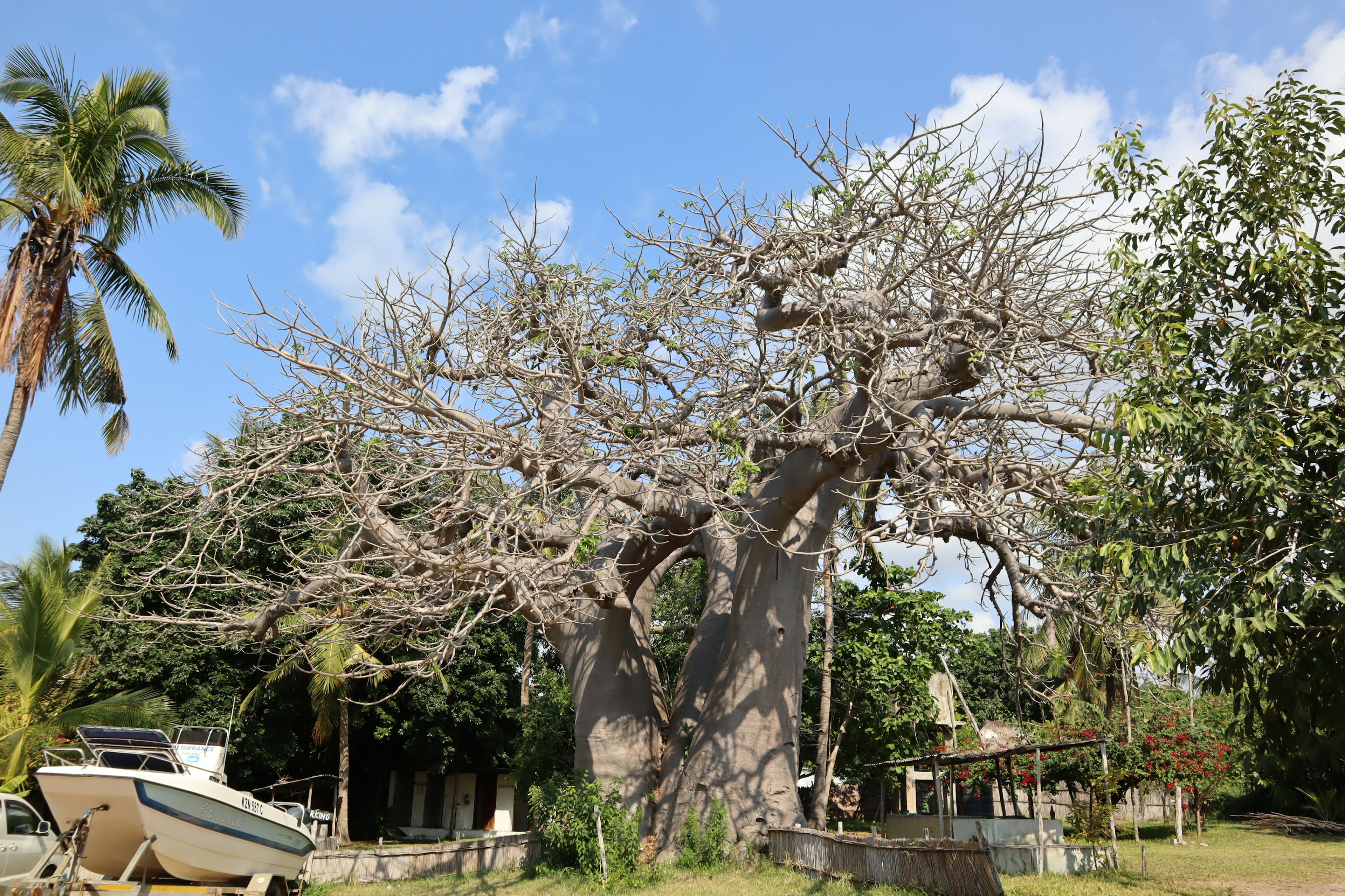 Grand arbre sec avec des plantes vertes environnantes et un bateau