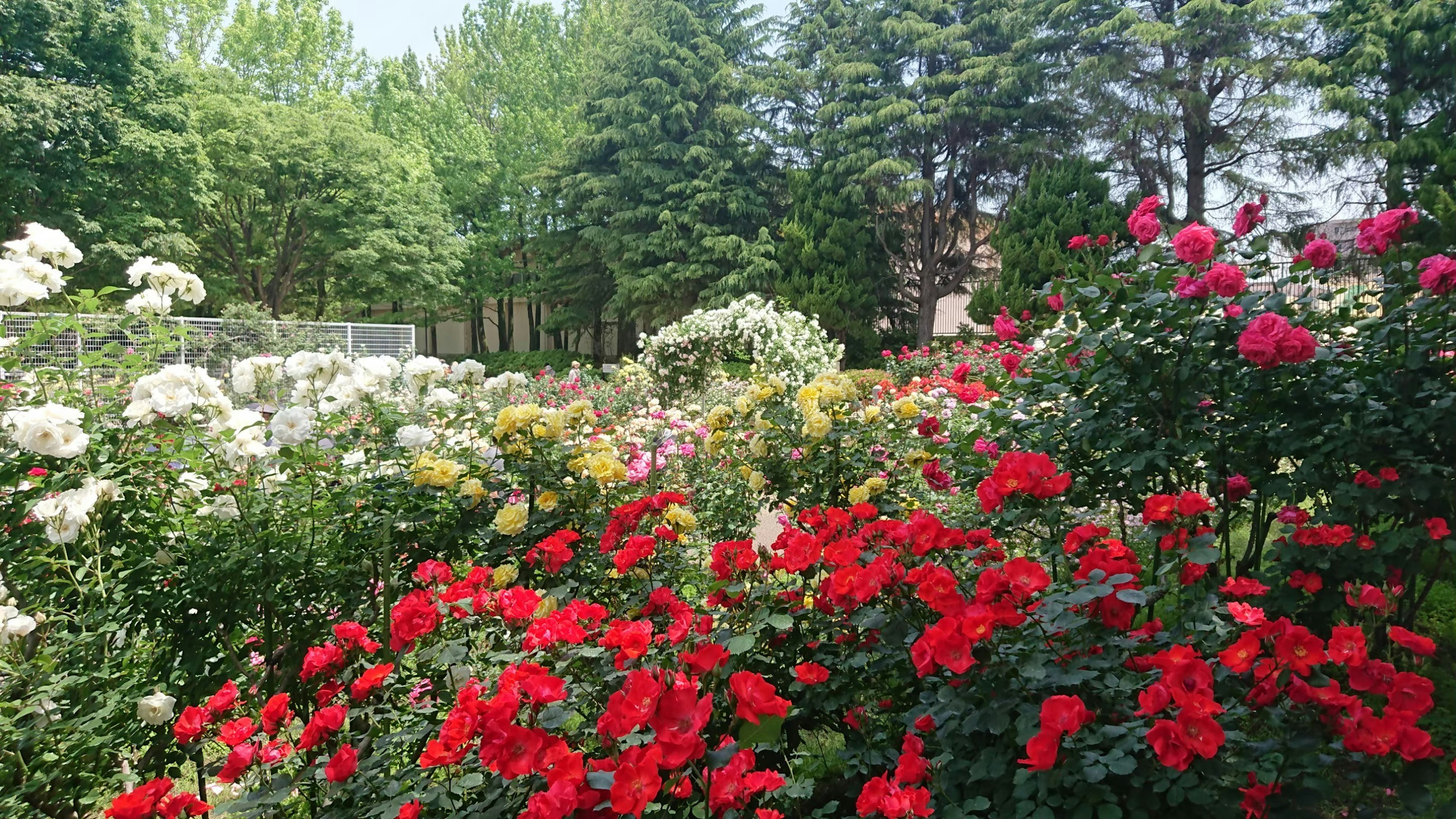 Giardino colorato pieno di rose in fiore rosse e bianche