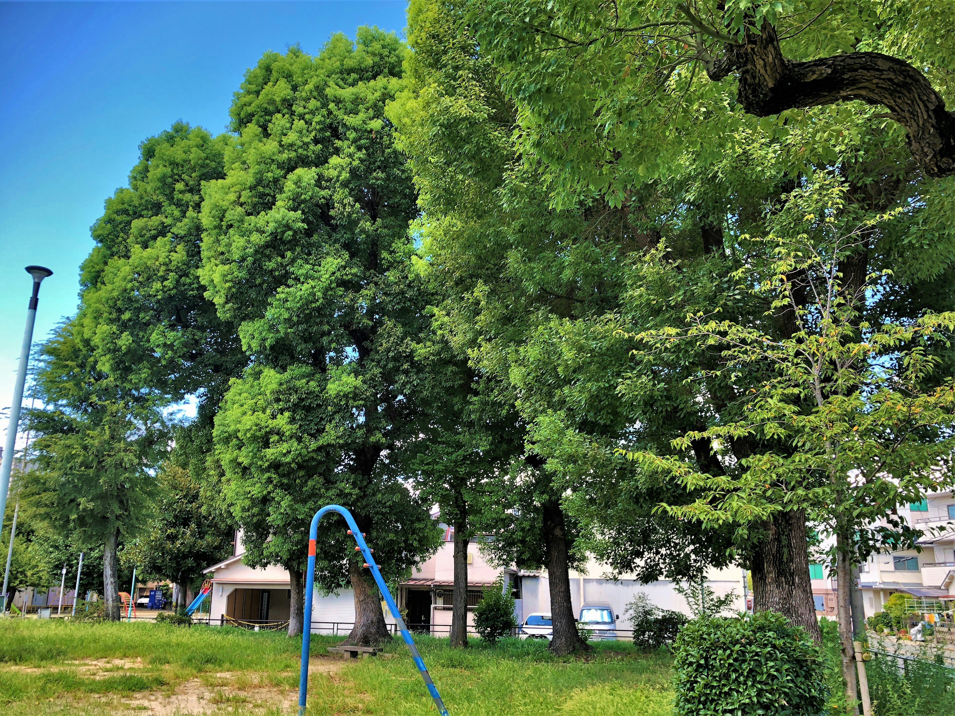 Lush park scenery featuring large trees and a blue swing