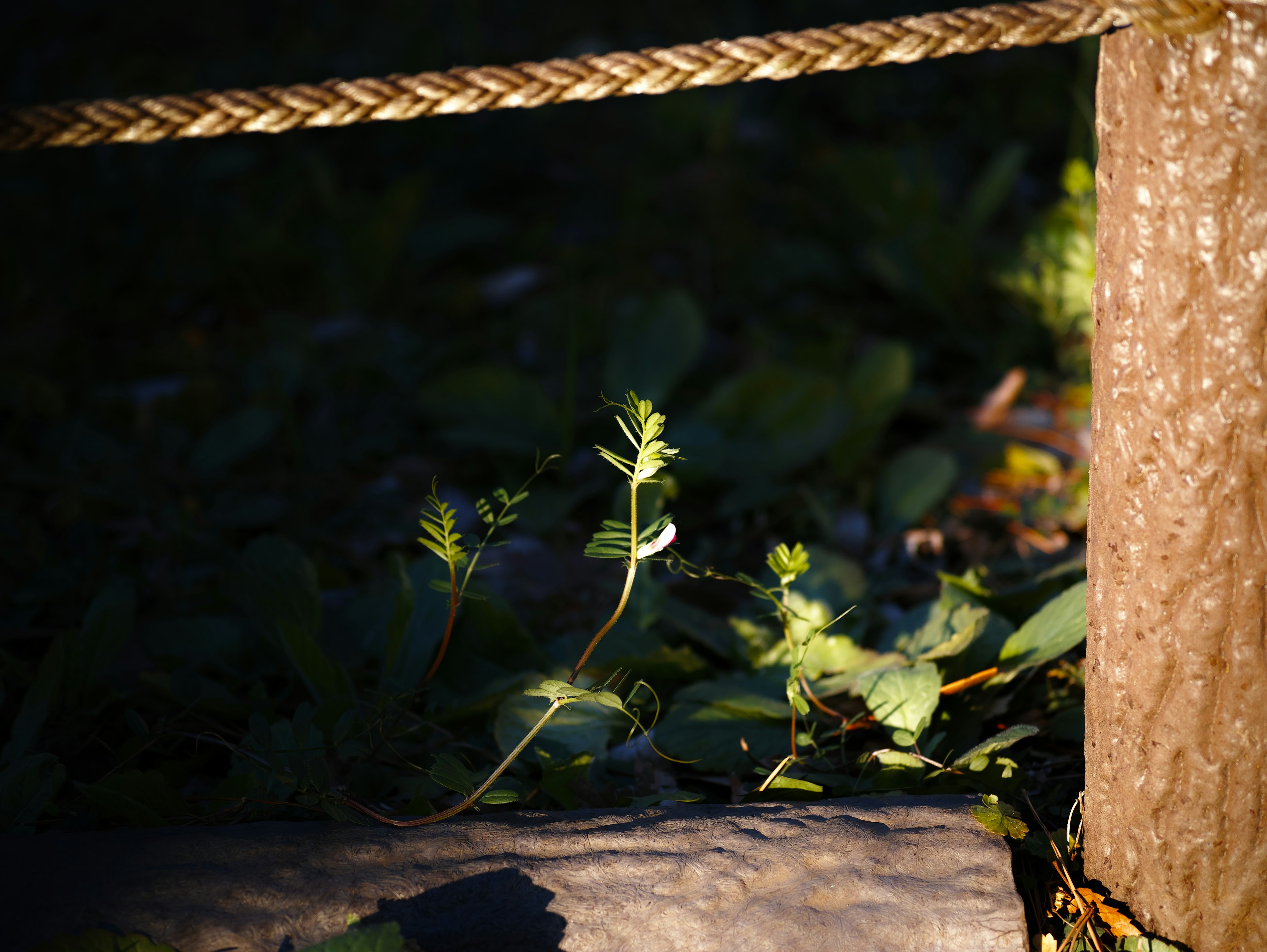 Small plant growing at the base of a tree with rope