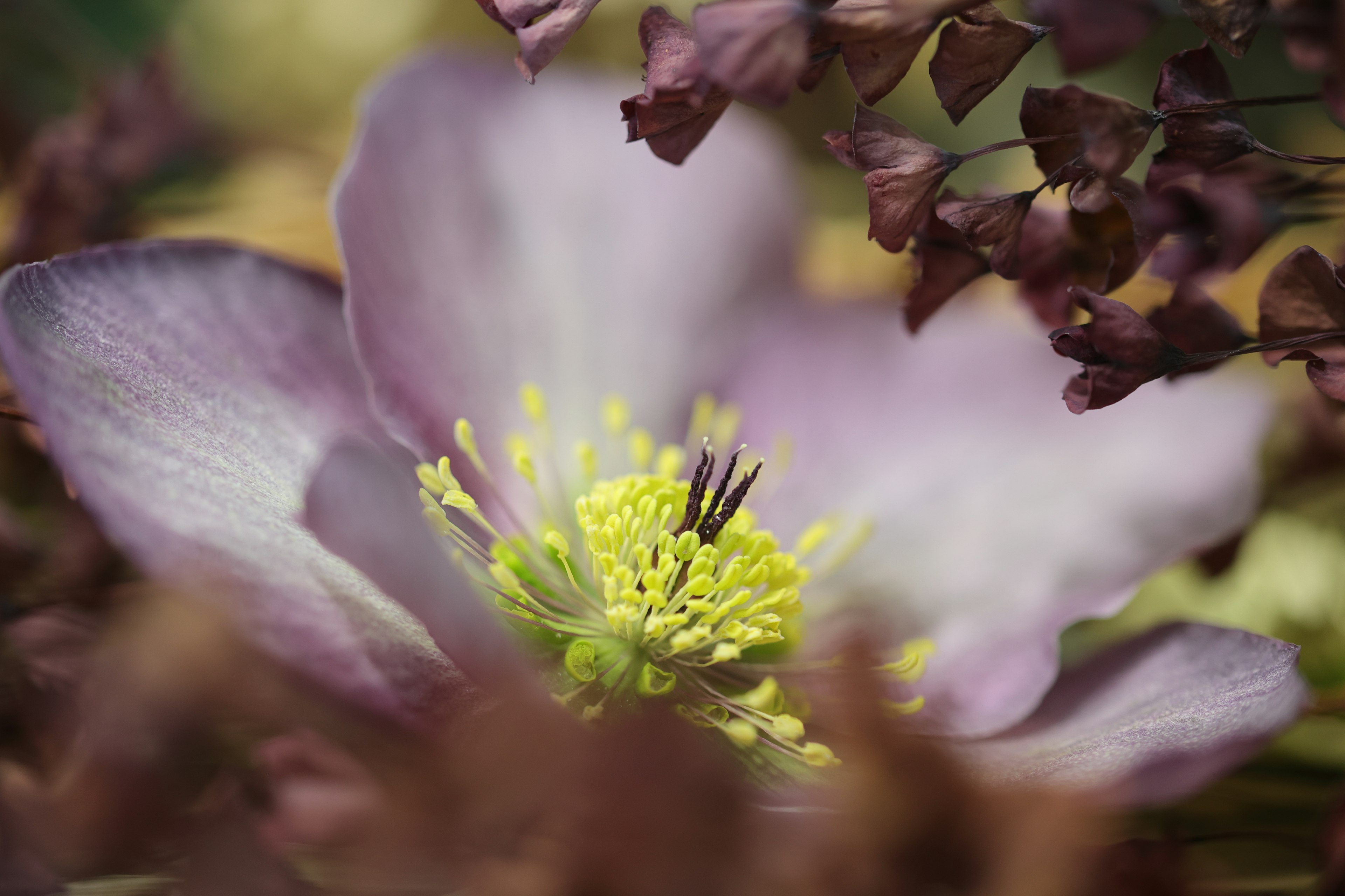 Primer plano de una flor púrpura pálida con estambres amarillos rodeada de flores secas