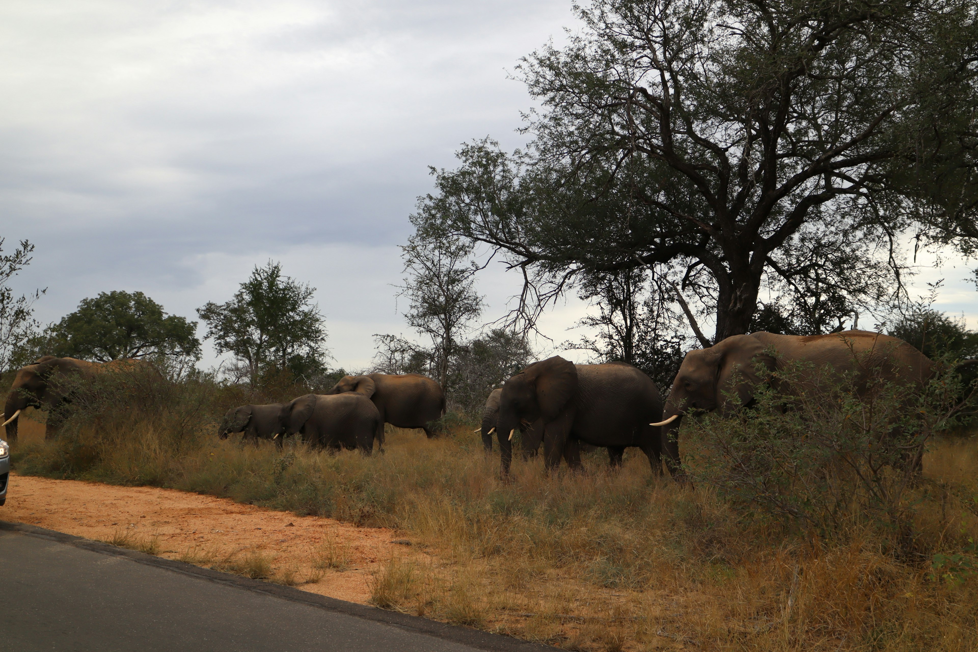 A group of elephants near a road in a dry grassy landscape